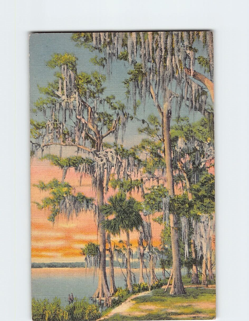 Postcard Cypress Trees Covered with Moss Dixieland USA