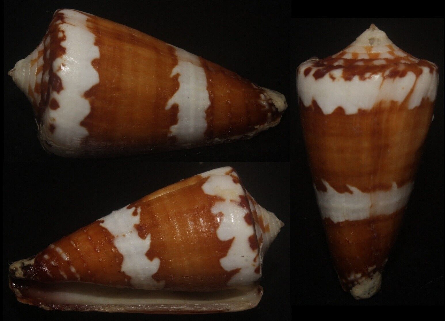 Tonyshells Seashells Conus litoglyphus SUPERB 39mm F+++ superb pattern and color