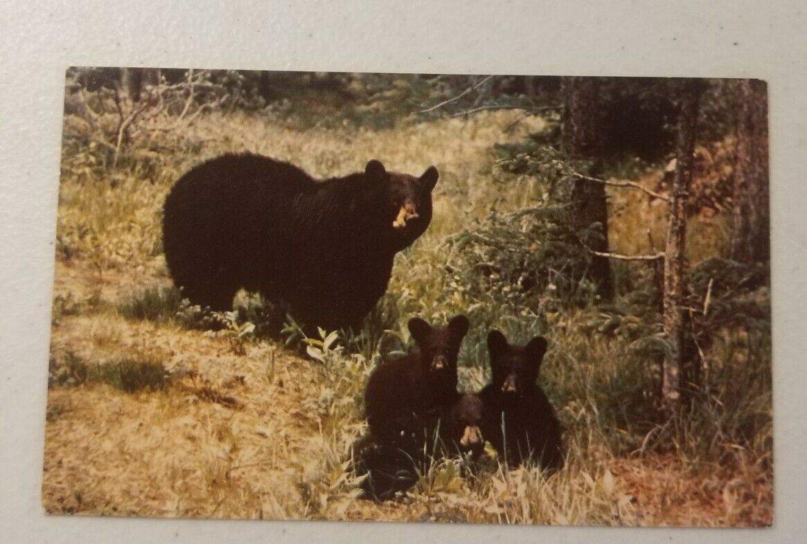 Black Bear And Cubs   Vintage color post card Scenic Art