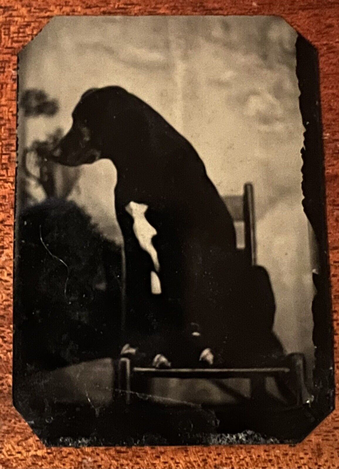ATQ Original Tintype Photo Black Hound Dog White Belly Sitting in Chair