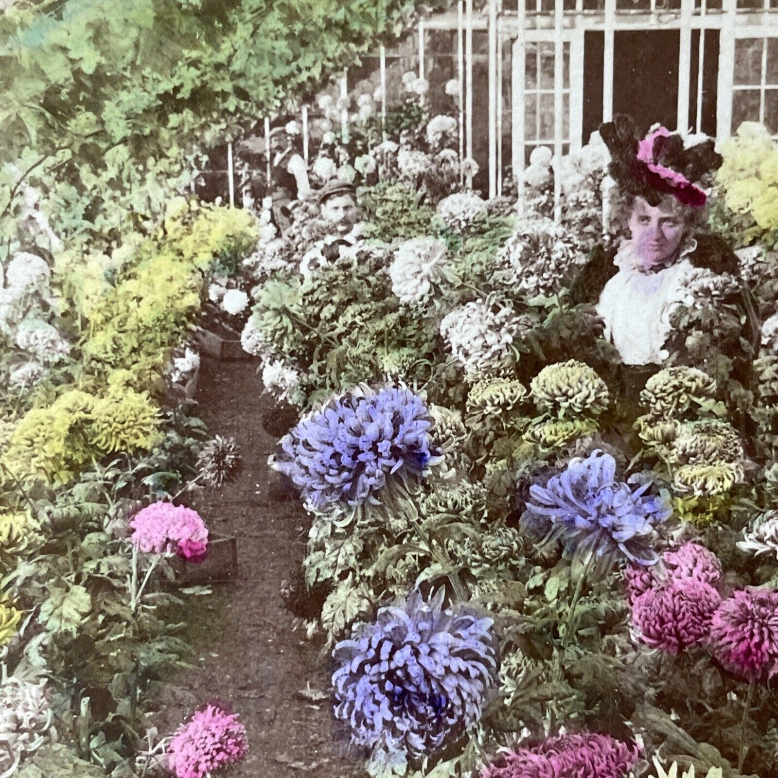 Antique 1899 Victorian Chrysanthemums Garden Stereoview Photo Card V3204