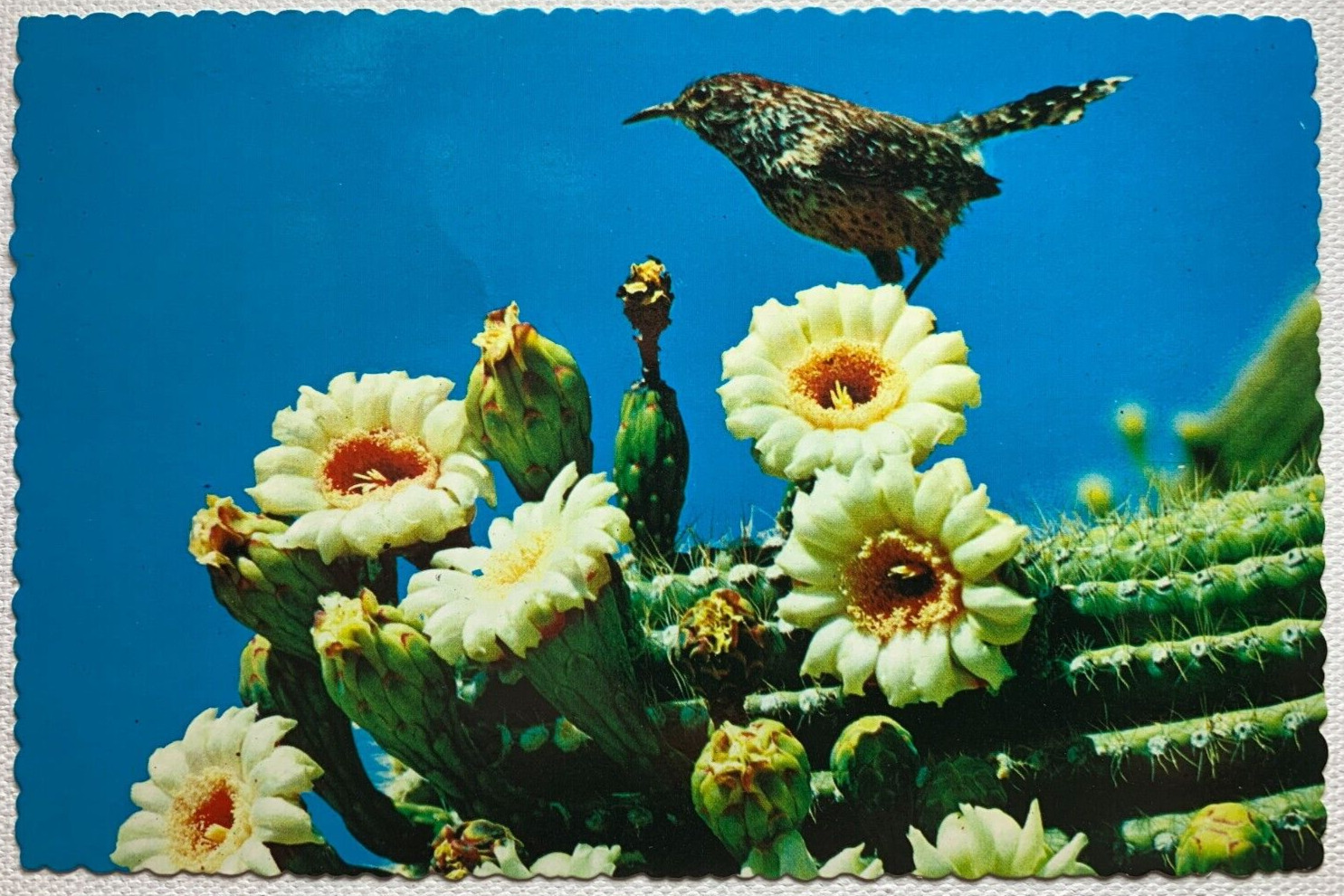 Arizona Cactus Wren and Saguaro Blossoms Unposted Deckle Edge Chrome Postcard