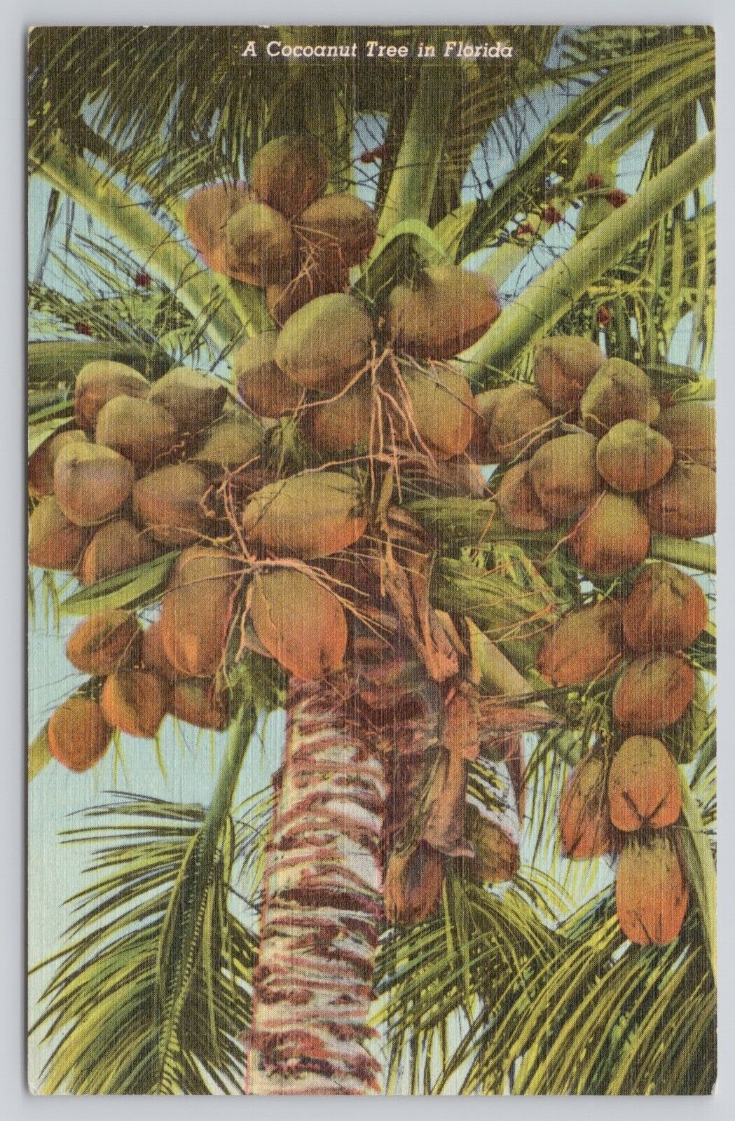 Florida FL - A Cocoanut Tree Tropical Florida Series Unposted 1936 Postcard