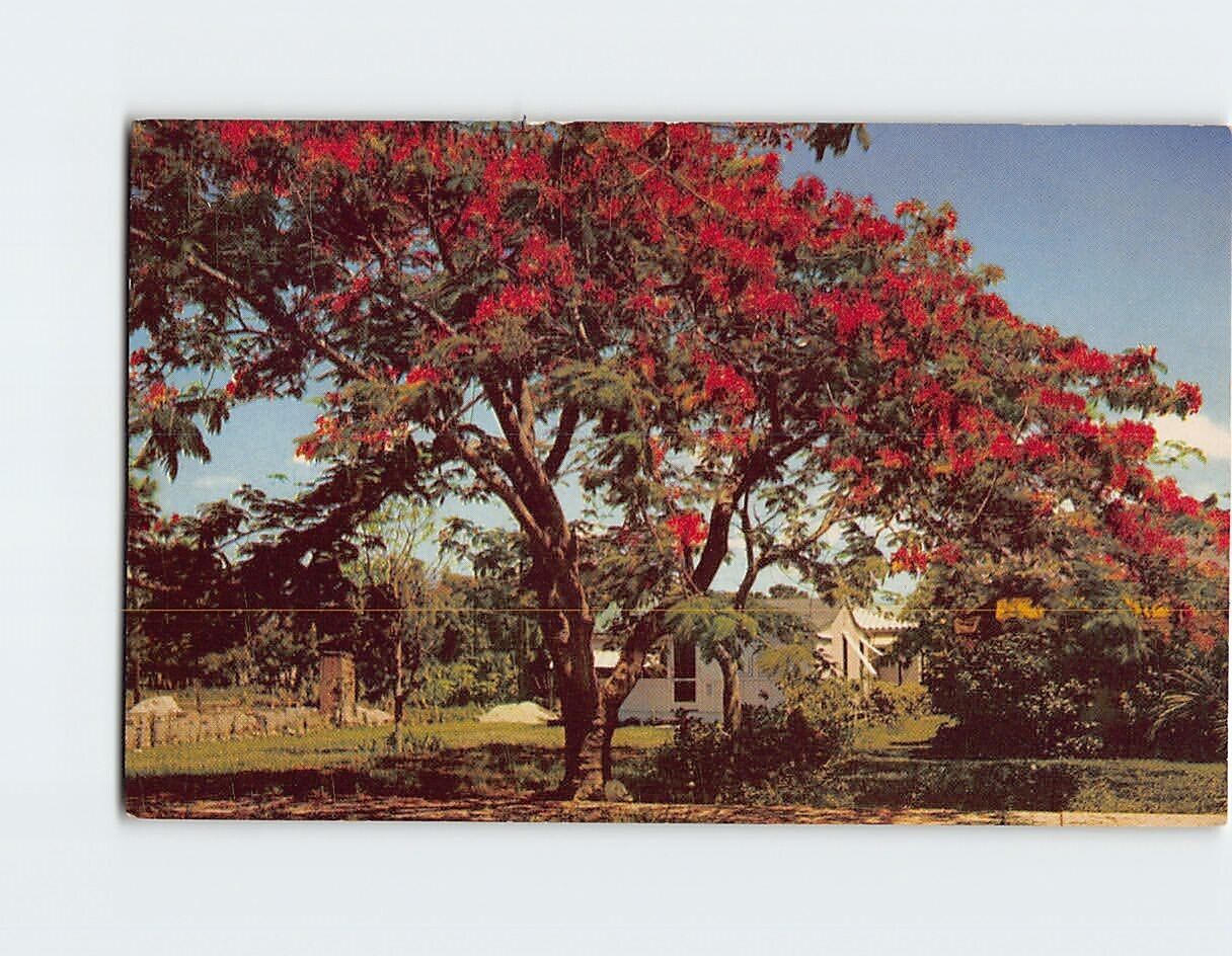 Postcard Florida\'s Royal Poinciana Tree USA North America