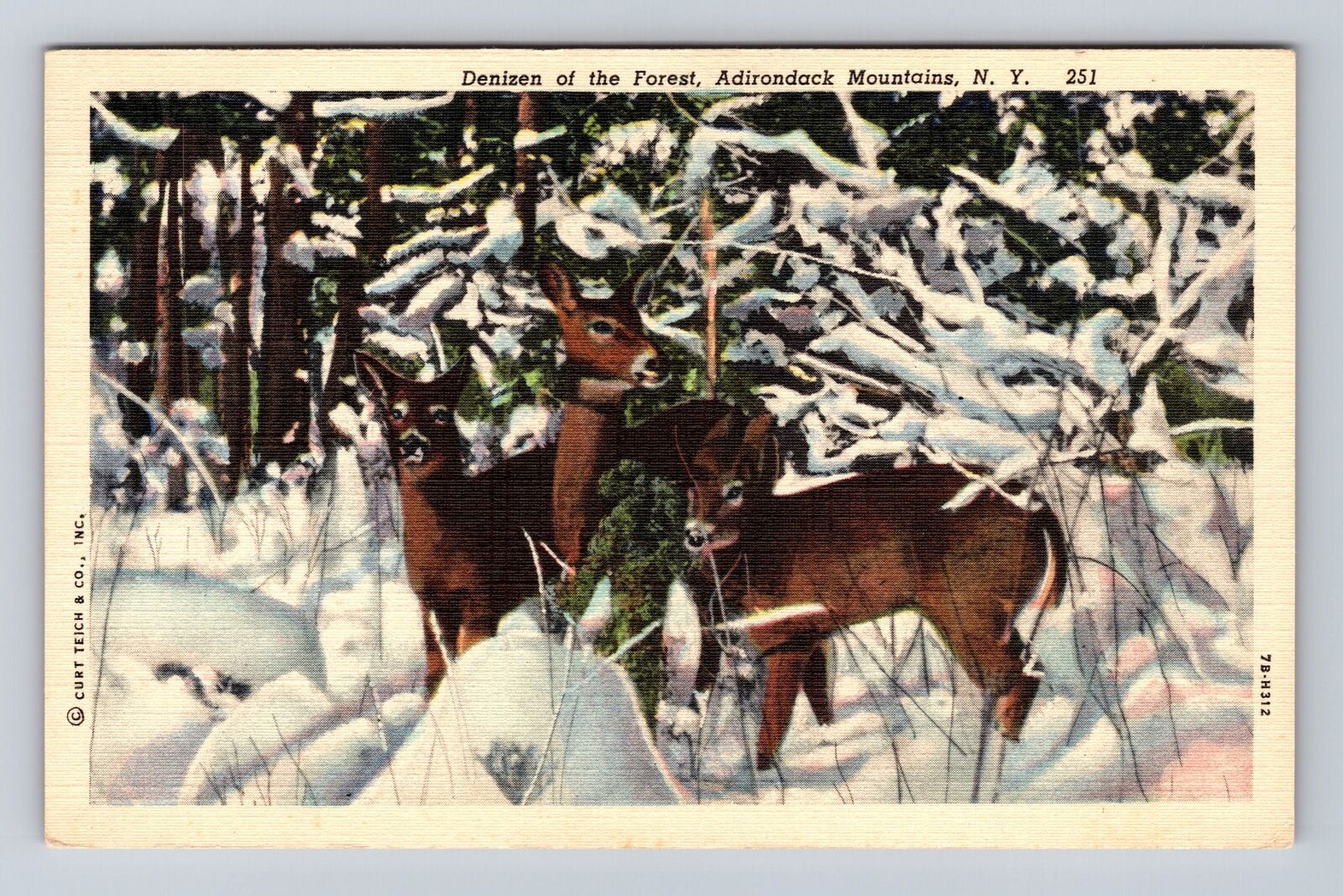Adirondack Mountains NY-New York, Deer In Winter Scene, Antique Vintage Postcard