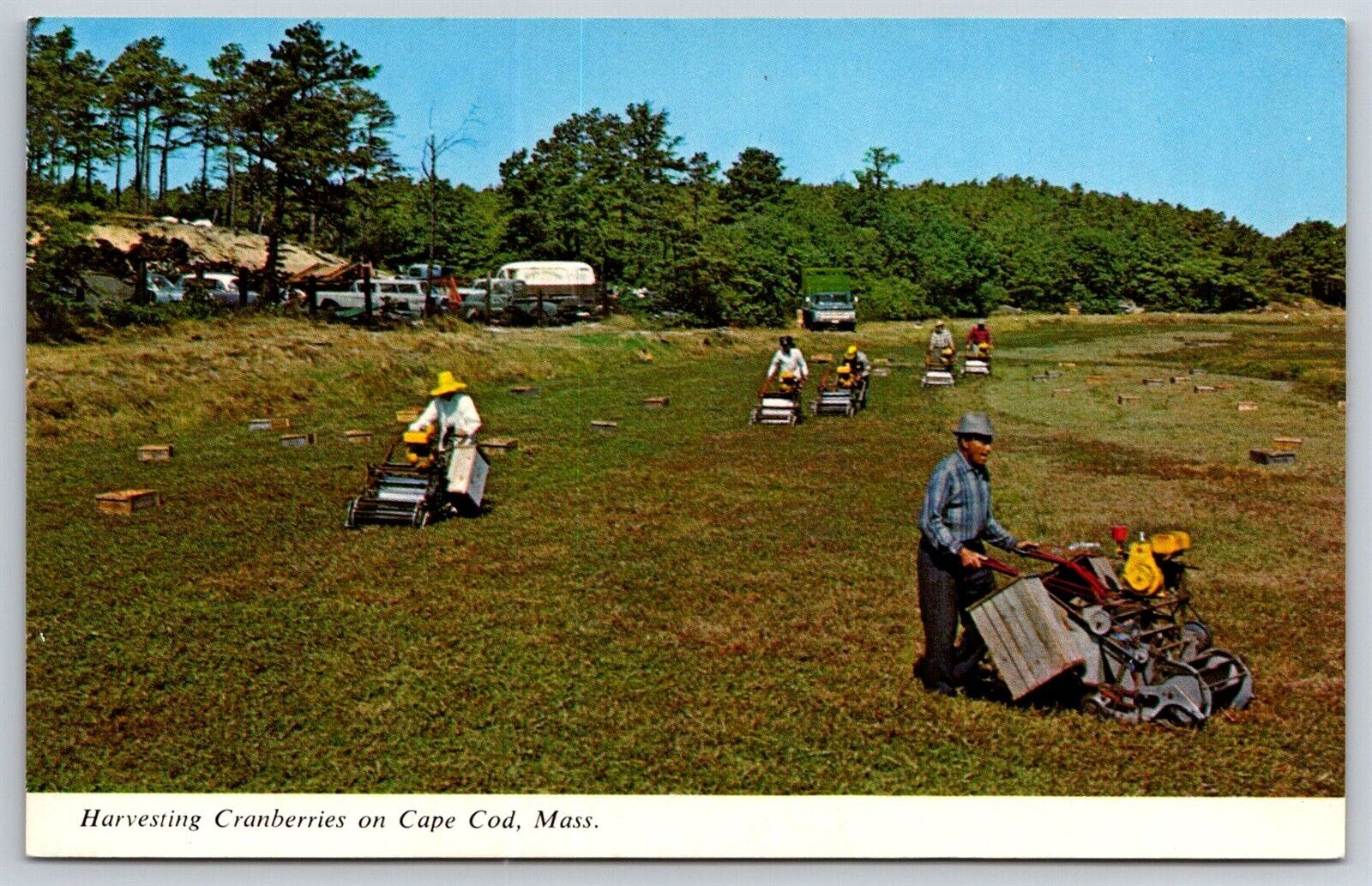 Postcard Cape Cod Harvesting Cranberries Massachusetts Ma On Field Vintage