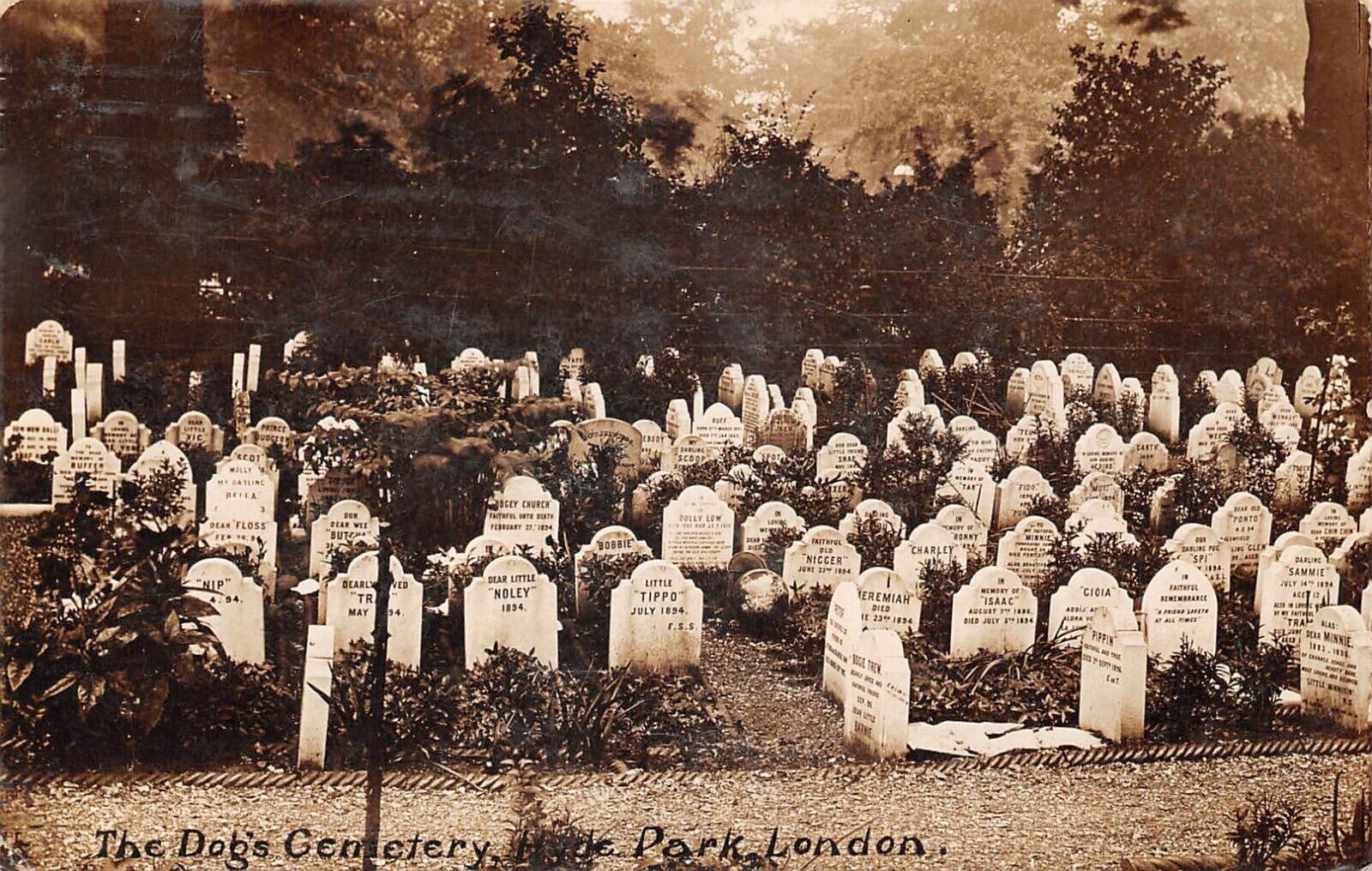 RPPC The Dog's Cemetery Hyde Park London 1911 Postcard 9306