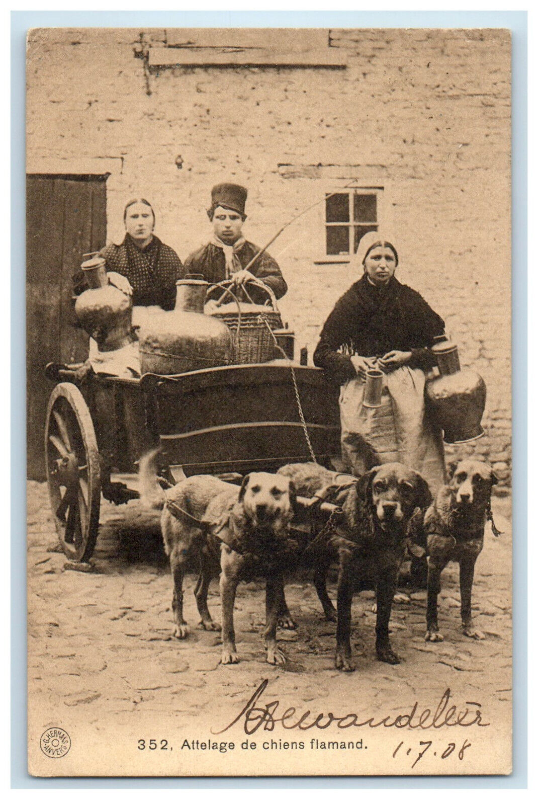 1908 Three Dogs Carrying Belgium Dog Cart Posted Antique Postcard