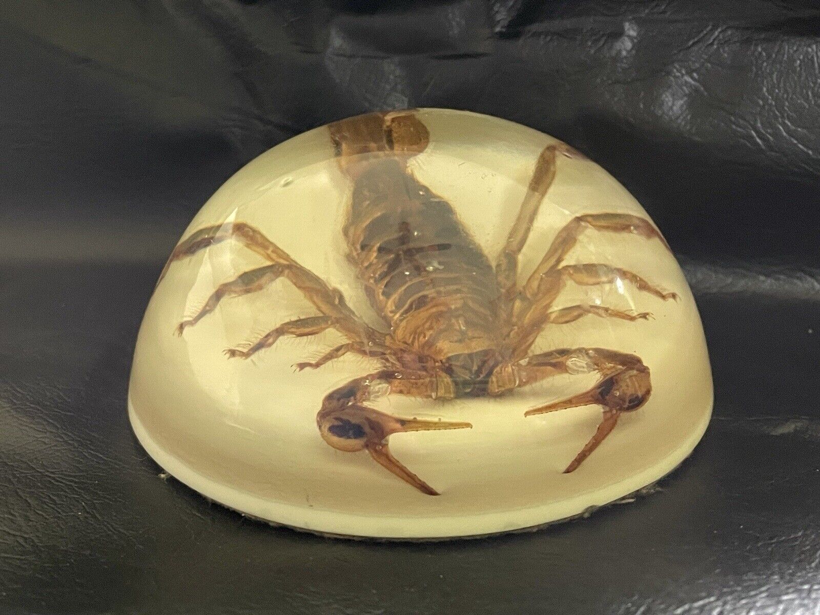 Large Scorpion Paperweight - Taxedermy - Lucite Dome 4\