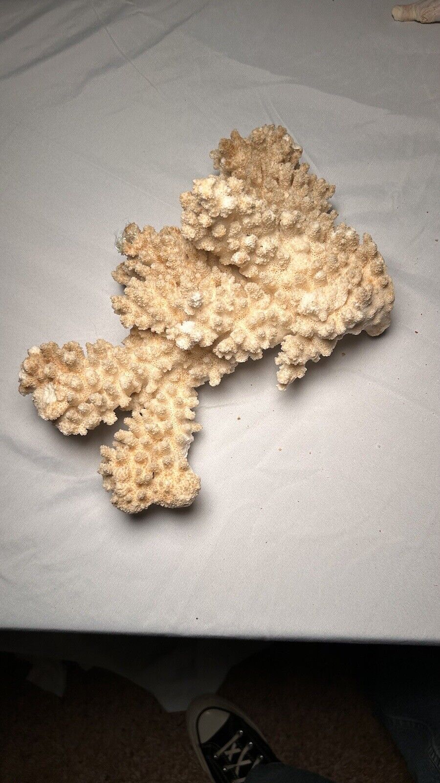 Real White Coral Natural Decoration