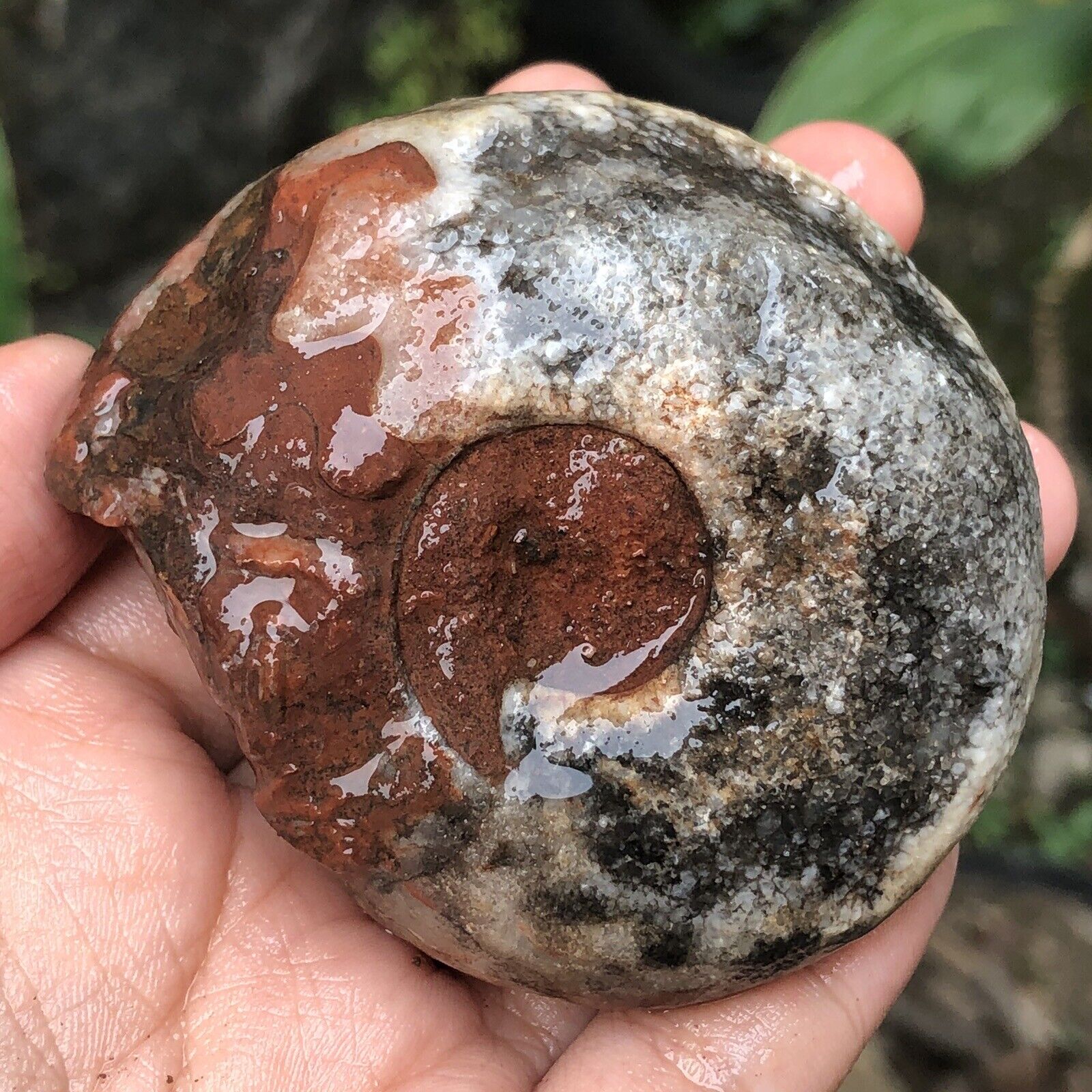 164G AMAZING RARE Whole Permian BLACK Ammonite Fossil CALCITE mollusca Timor