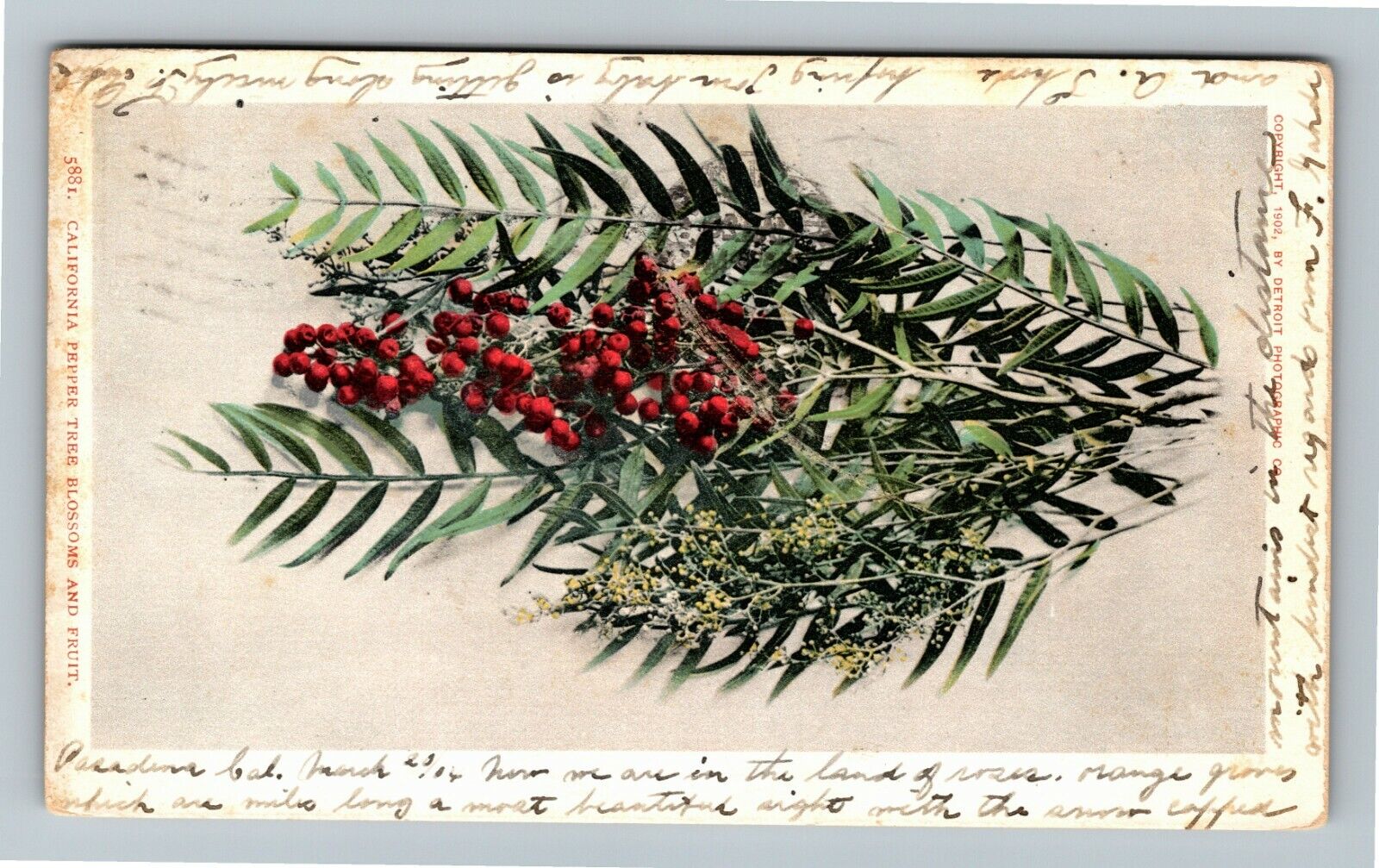 California Pepper, Tree Blossoms And Fruit, c1904 Vintage Souvenir Postcard