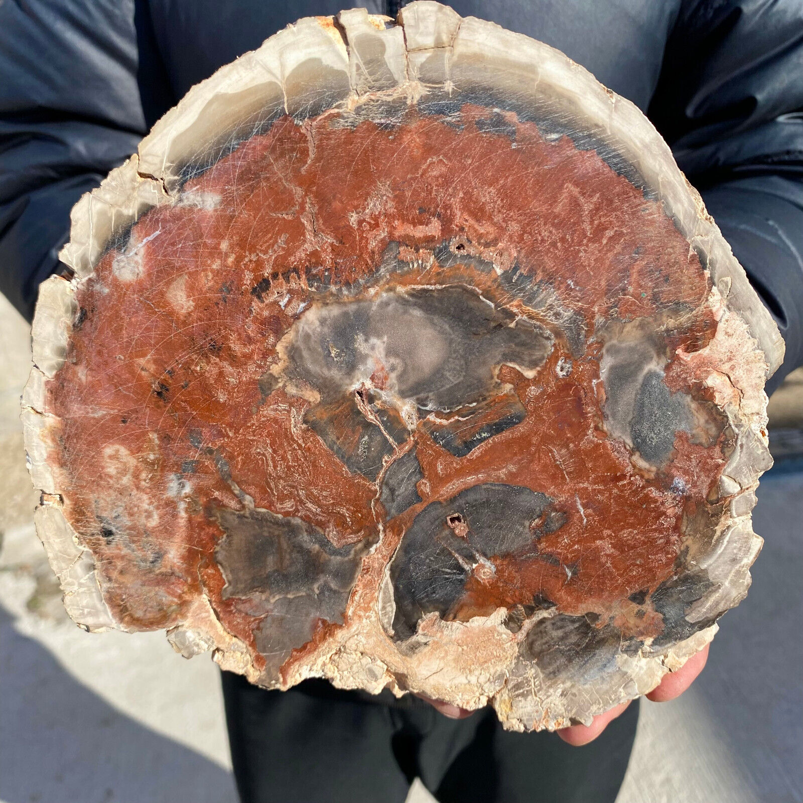 5.1lb Large Beautiful polished Arizona red petrified wood slice mineral specimen