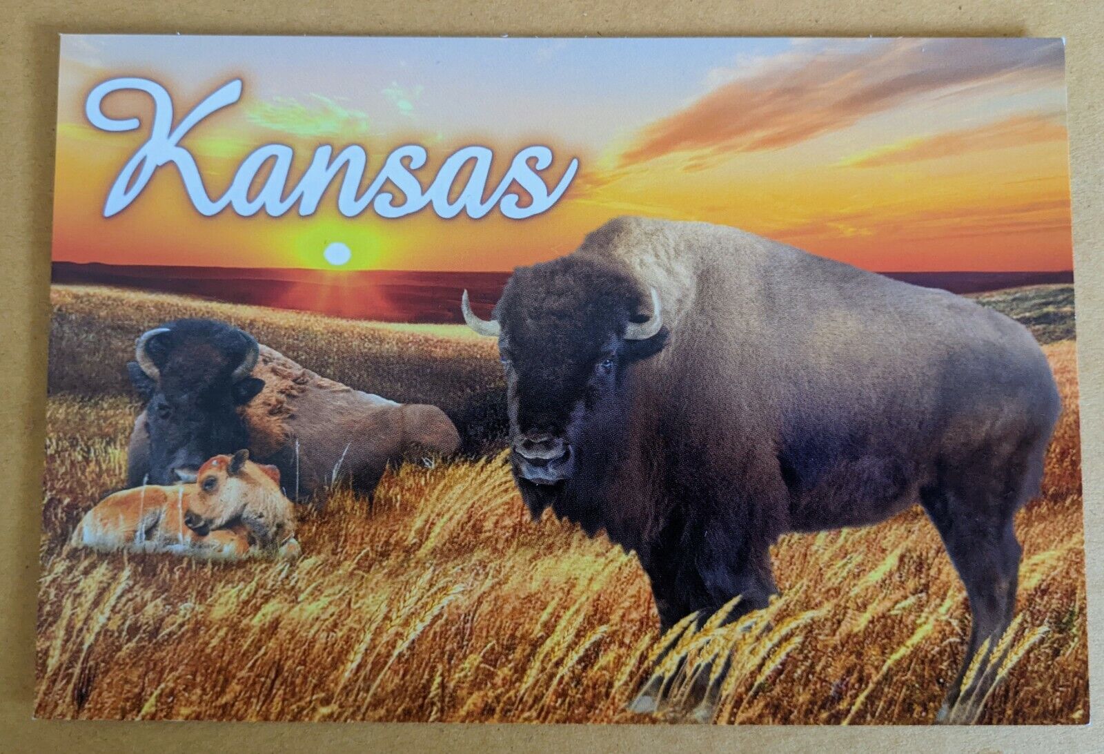 Kansas postcard. Bison
