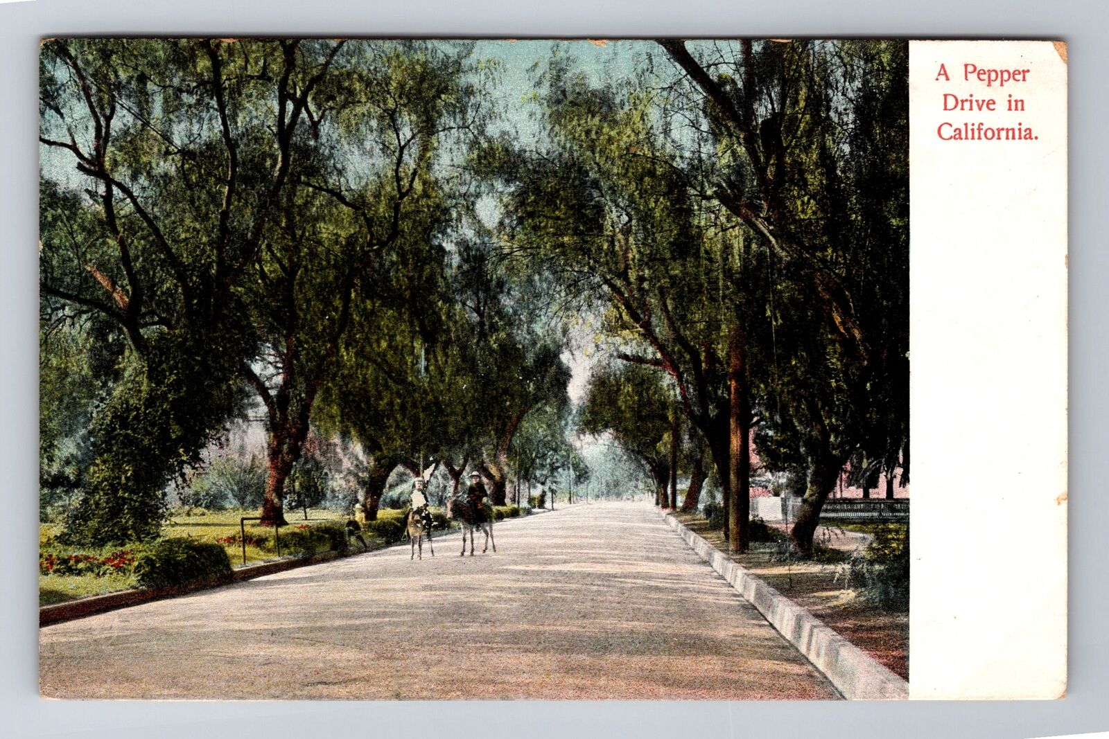 CA-California, A Pepper Drive, Antique, Vintage Souvenir Postcard