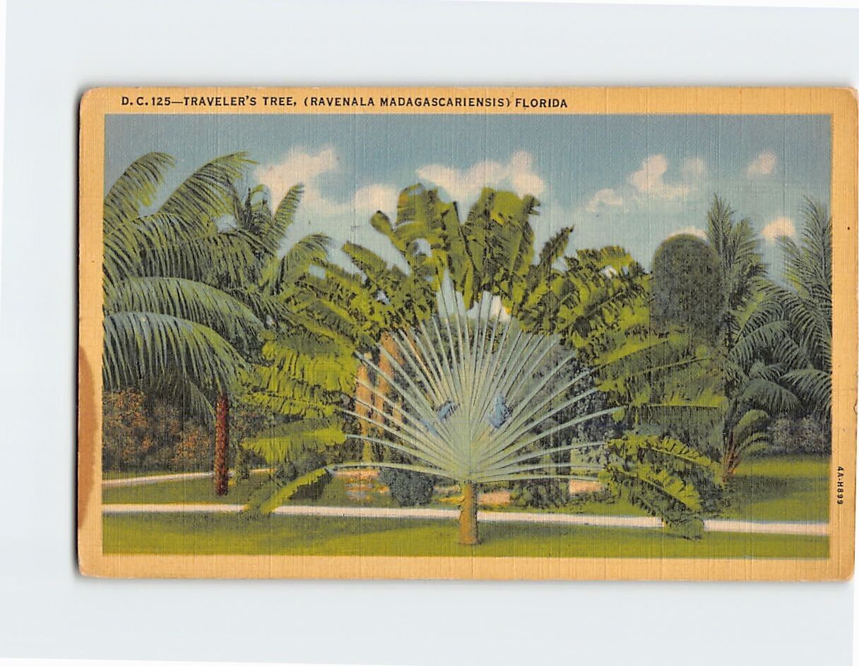 Postcard Traveler\'s Tree Florida USA