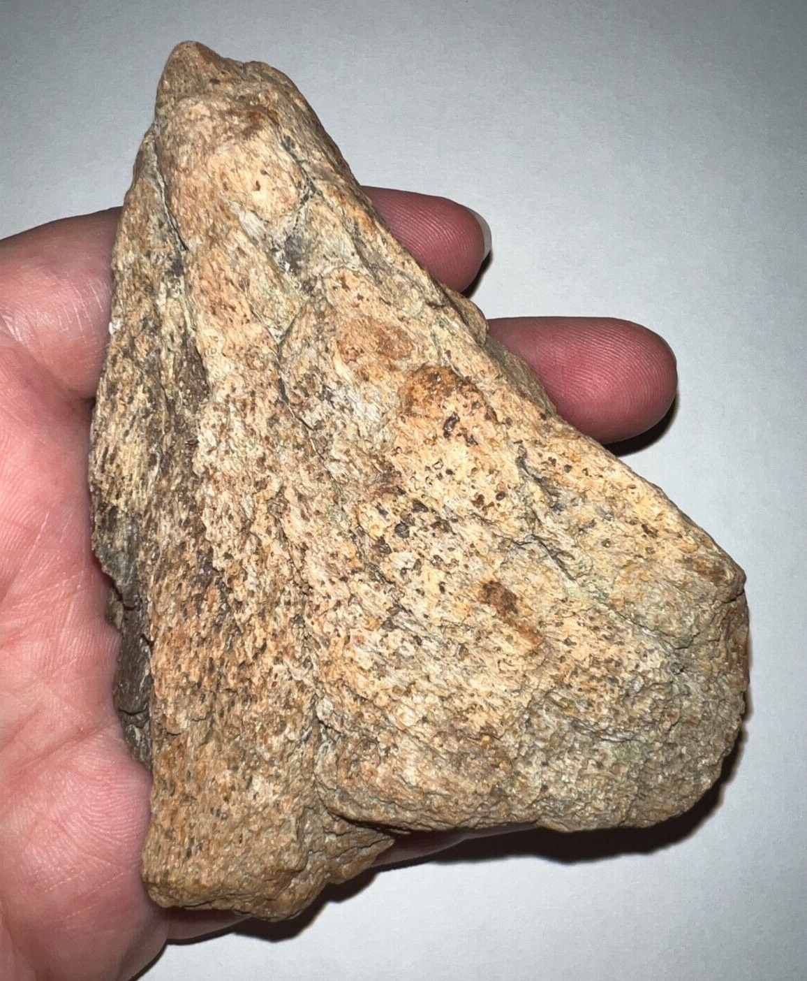 TRICERATOPS FRILL Fossil Dinosaur Skull Bone 4 INCHES