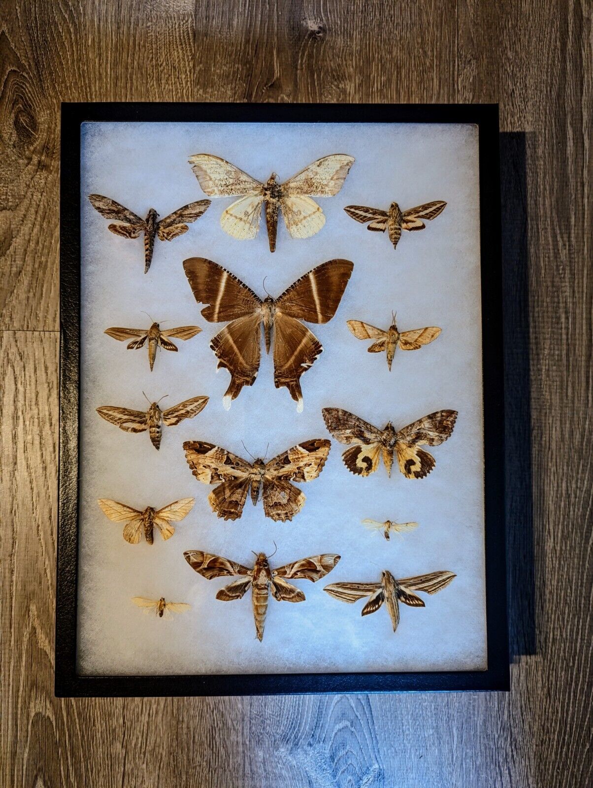 Rare-Antique Taxidermy Moth Collection Decor BM#21. Specimens from around world.