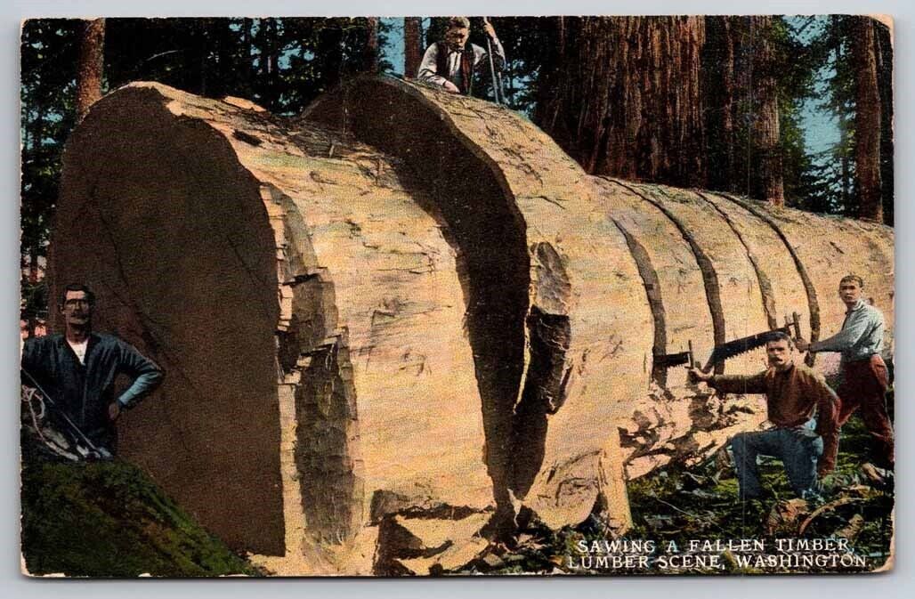 Sawing Fallen Timber Scene Washington c1917 Postcard 