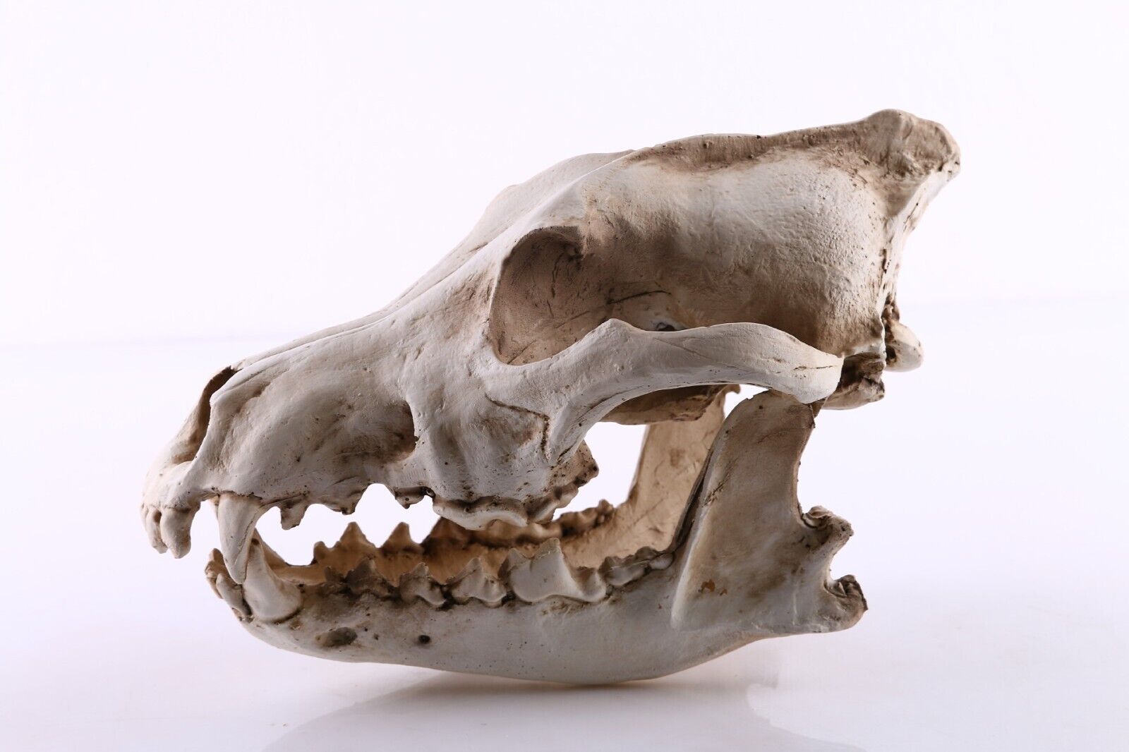 1 PC Wolf Skull Collection Simulated Wolf Skull Well Workmanship Resin Head