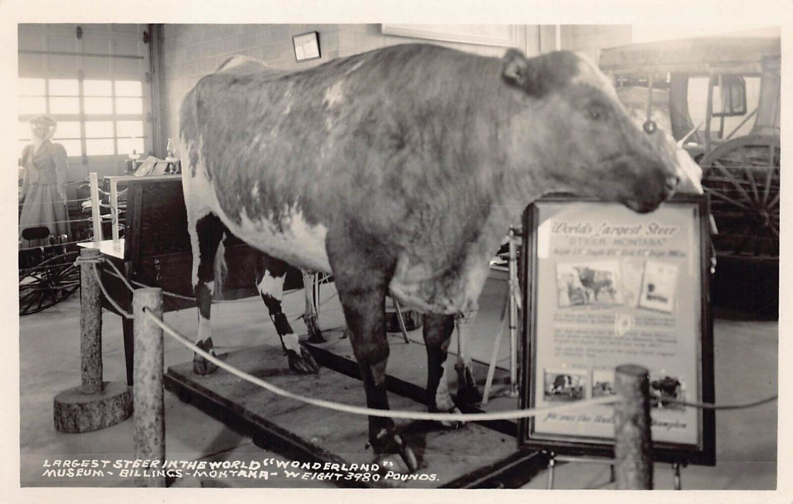 RPPC Billings Baker Montana Taxidermy Largest Steer Cow Photo Vtg Postcard B26