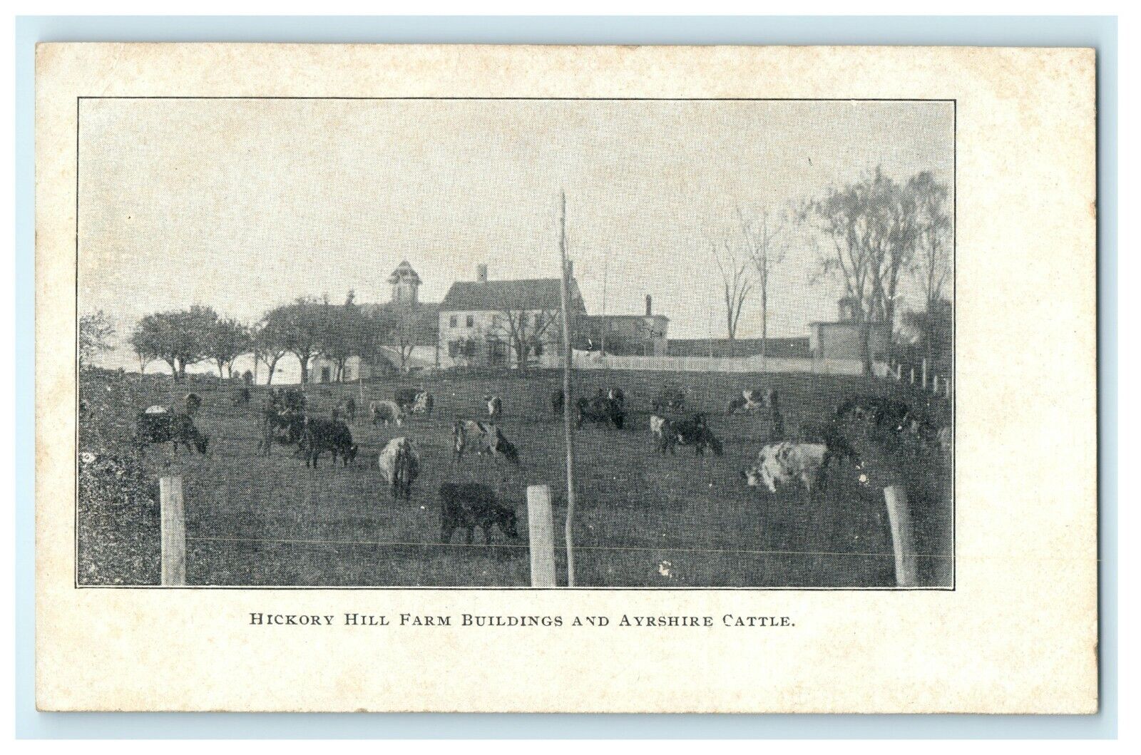 c1910 Hickory Hill Farm and Ayrshire Cattle, New Hampshire, NH Vintage Postcard