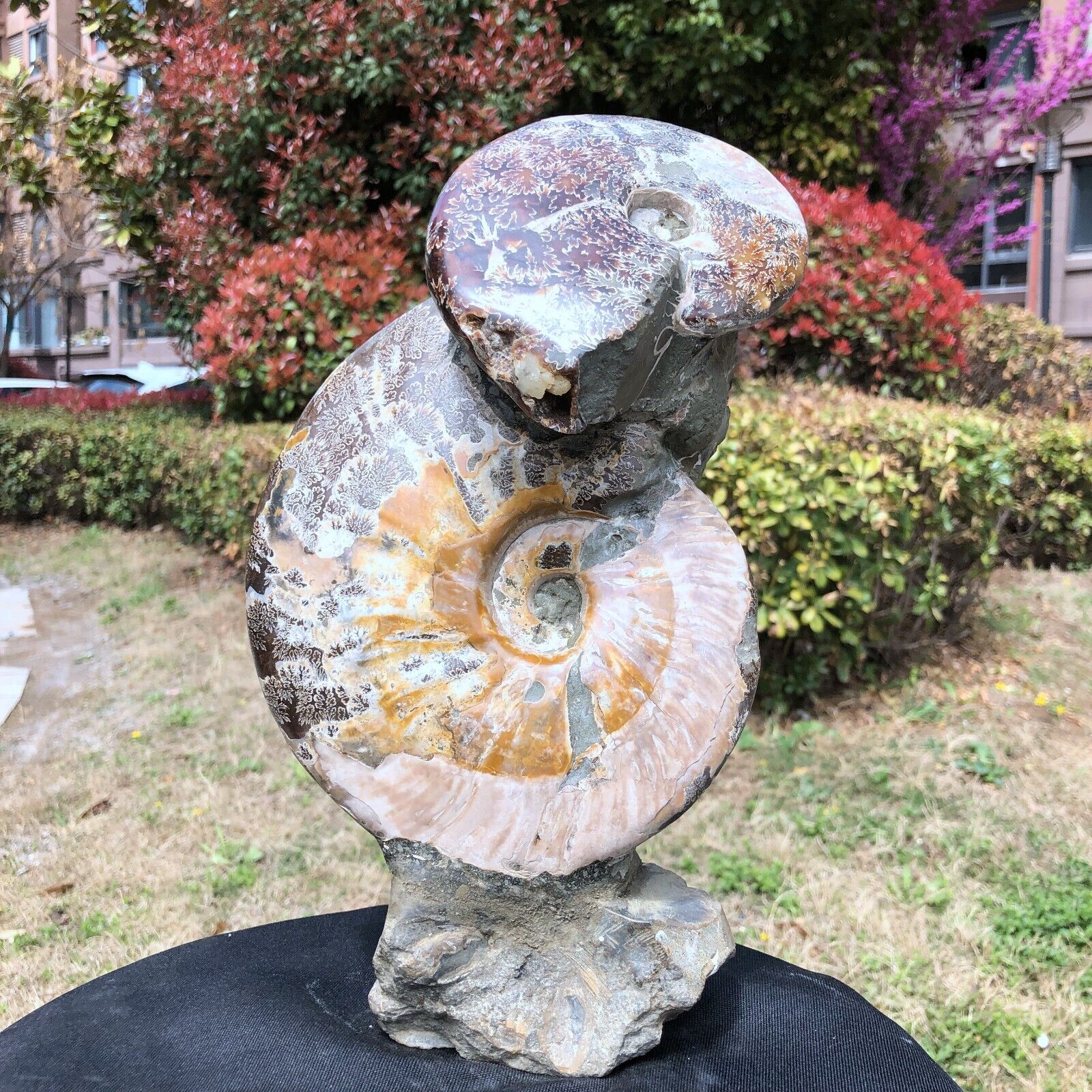7.78LB  Large Natural Beautiful ammonite fossil conch Crystal specimen Healing