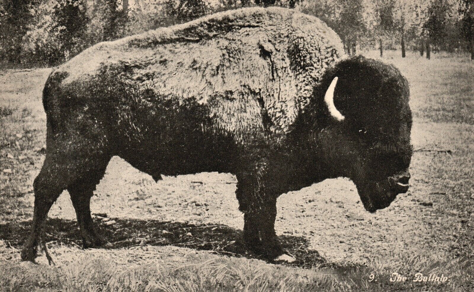 Vintage Postcard 1910's Buffalo Oregon Trail Monument Expedition