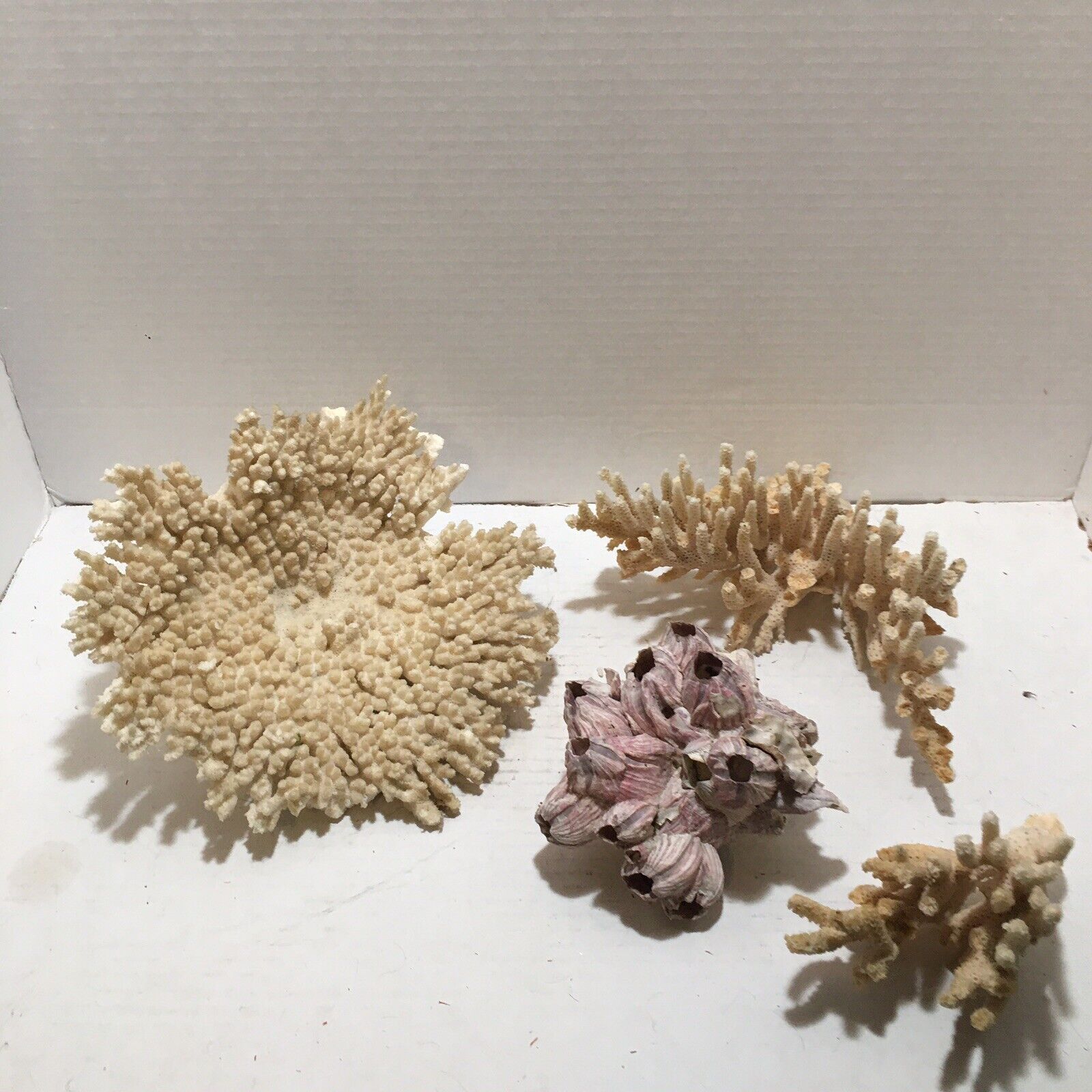 Lot 4 Vintage Coral Pieces