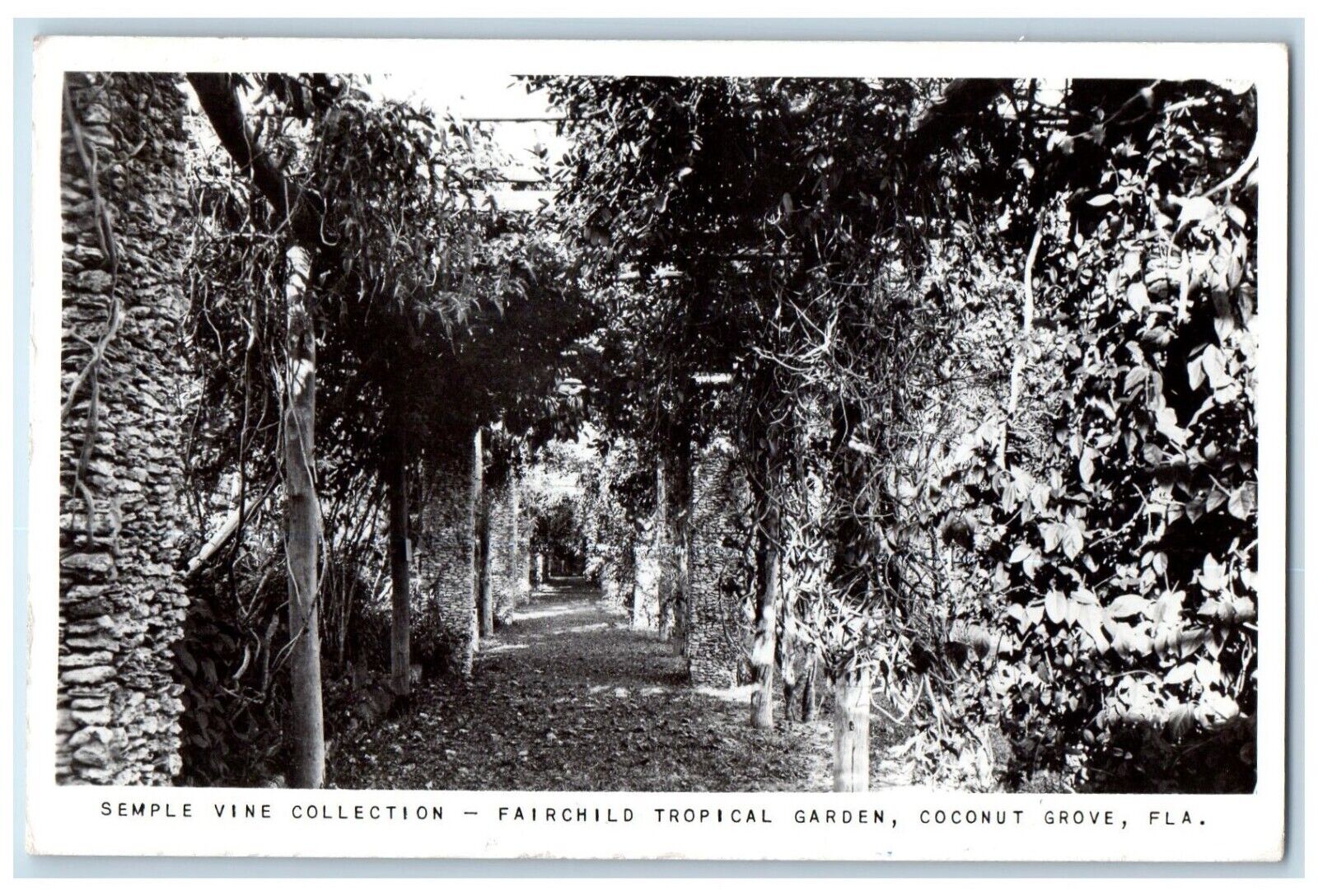 1954 Fairchild Tropical Garden Coconut Grove Florida FL RPPC Photo Postcard