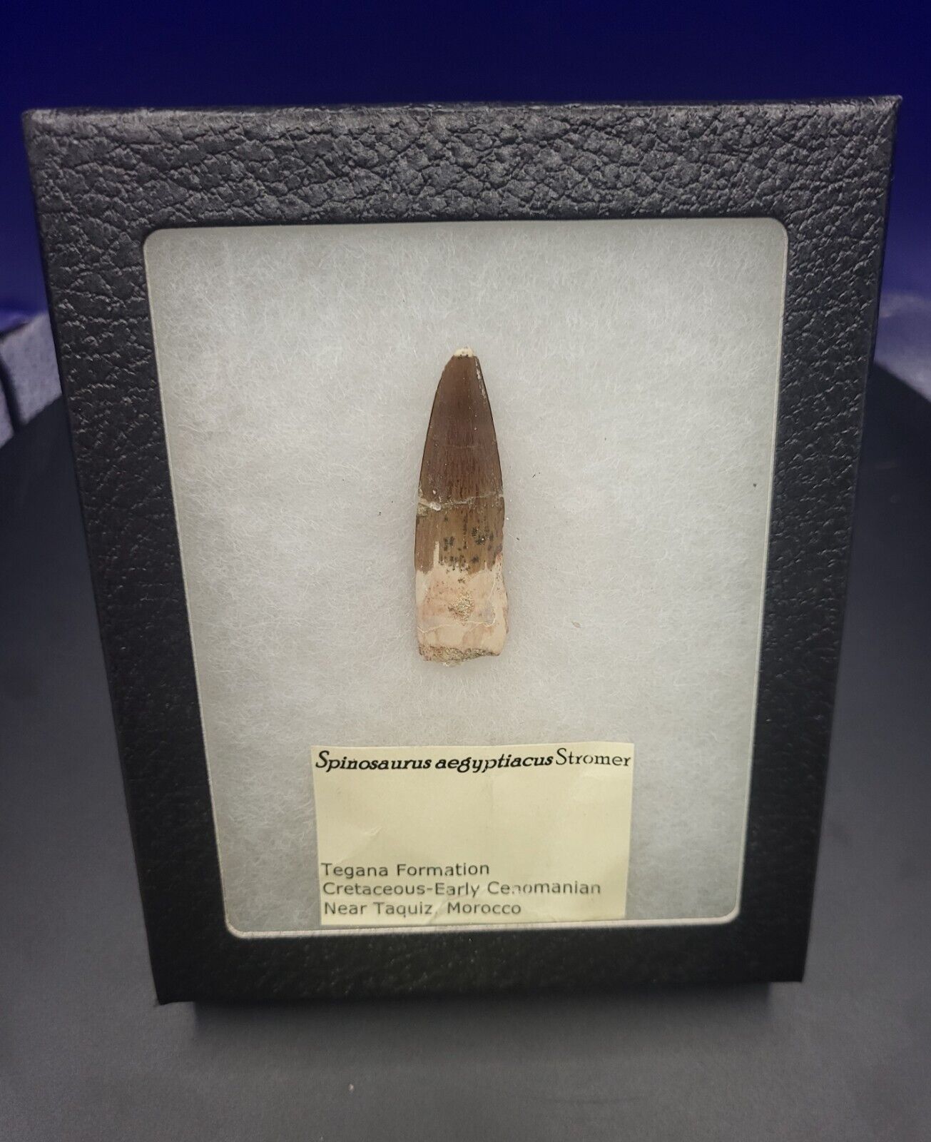 Genuine Spinosaurus Fossil Tooth (REAL) Morocco Tegana Formation 