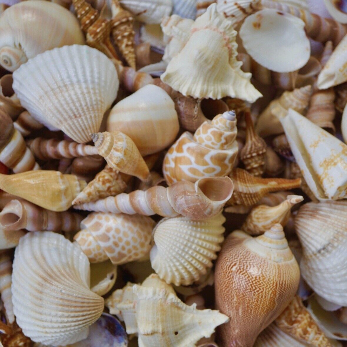 Seashells Mix Beach Sea Shells Coastal Nautical Home Decor Best Ocean Decoration