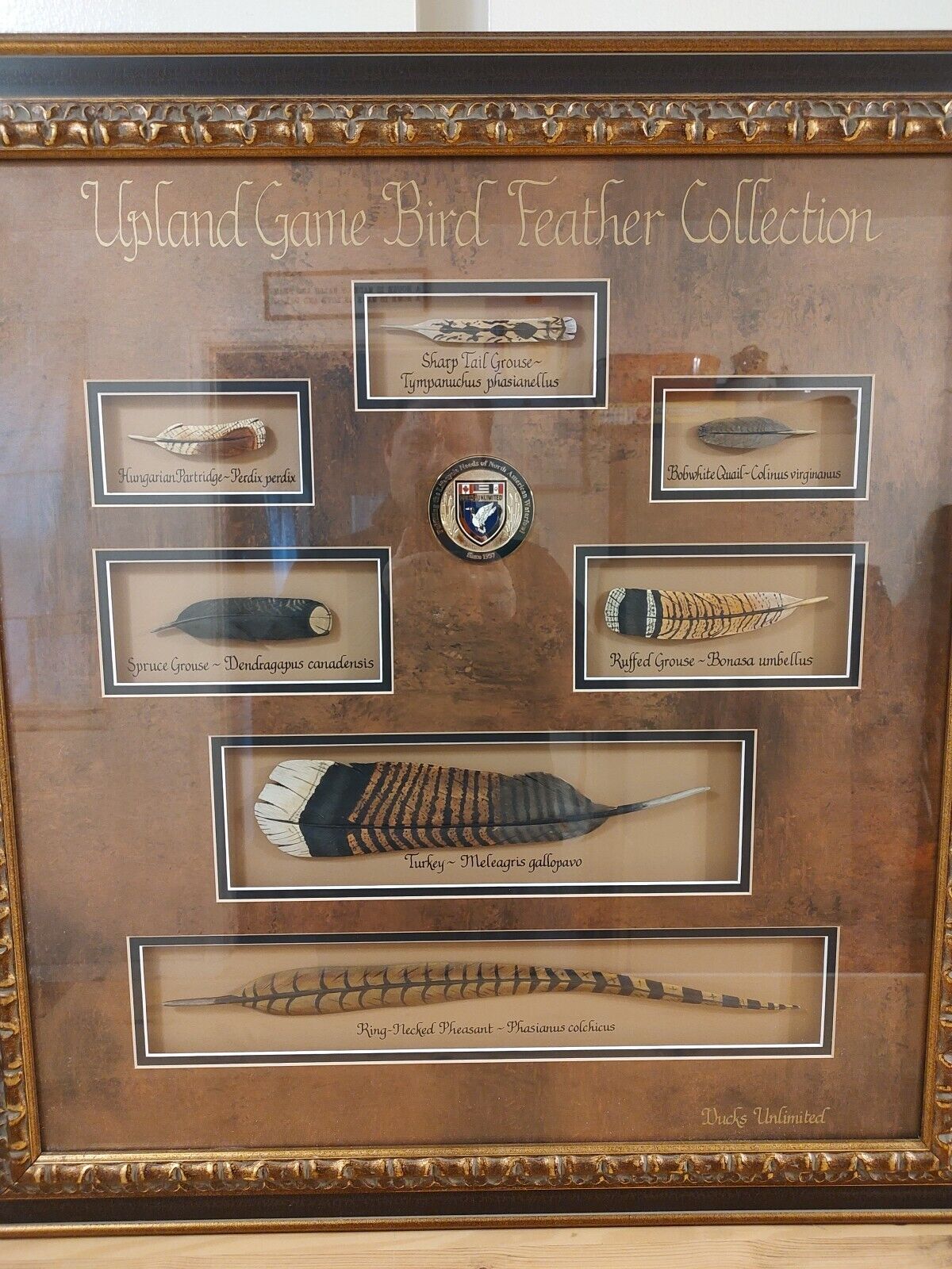 Ducks Unlimited Upland Game Bird Feather Collection