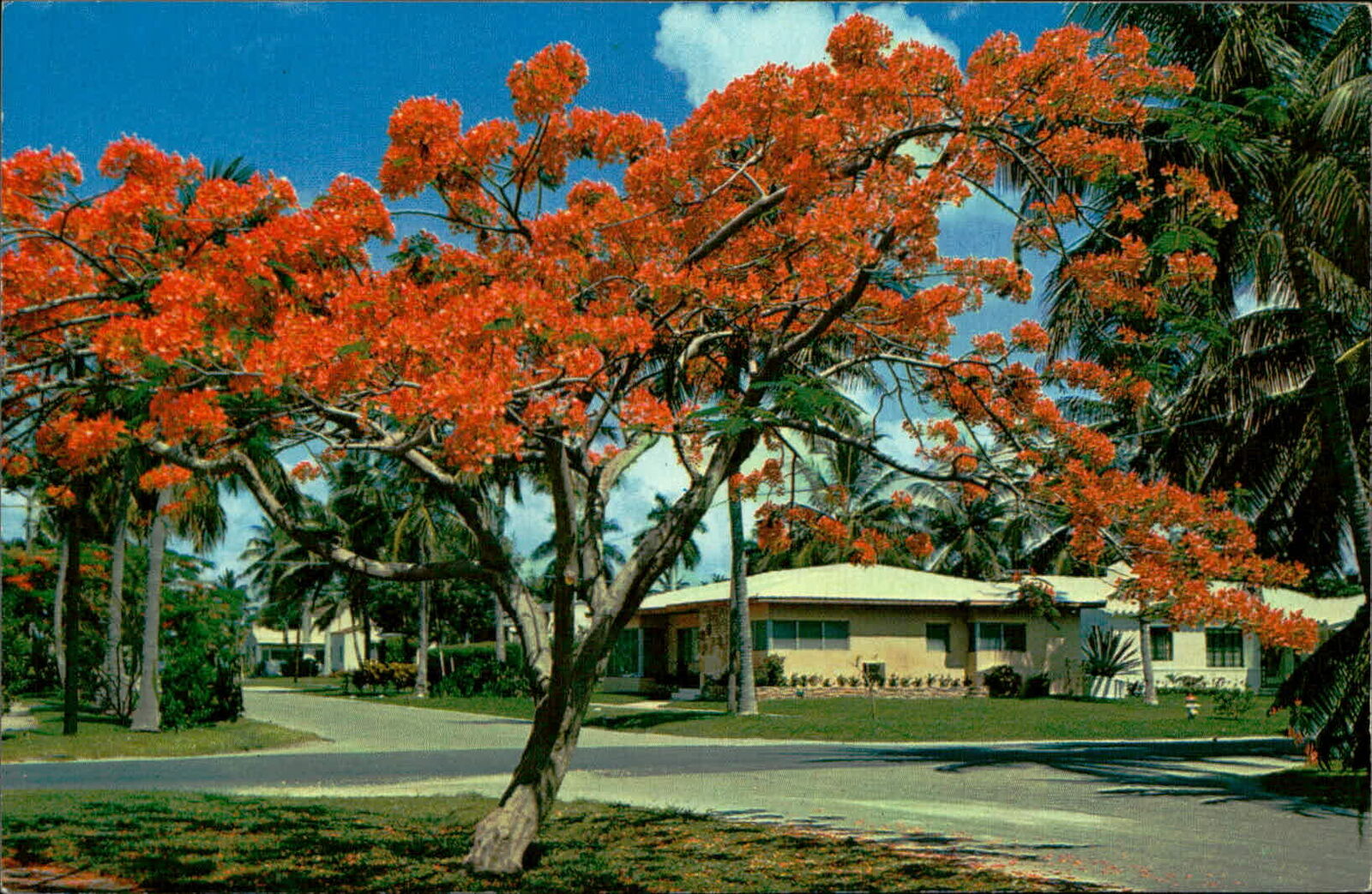 Postcard: Florida\'s Royal Poinciana