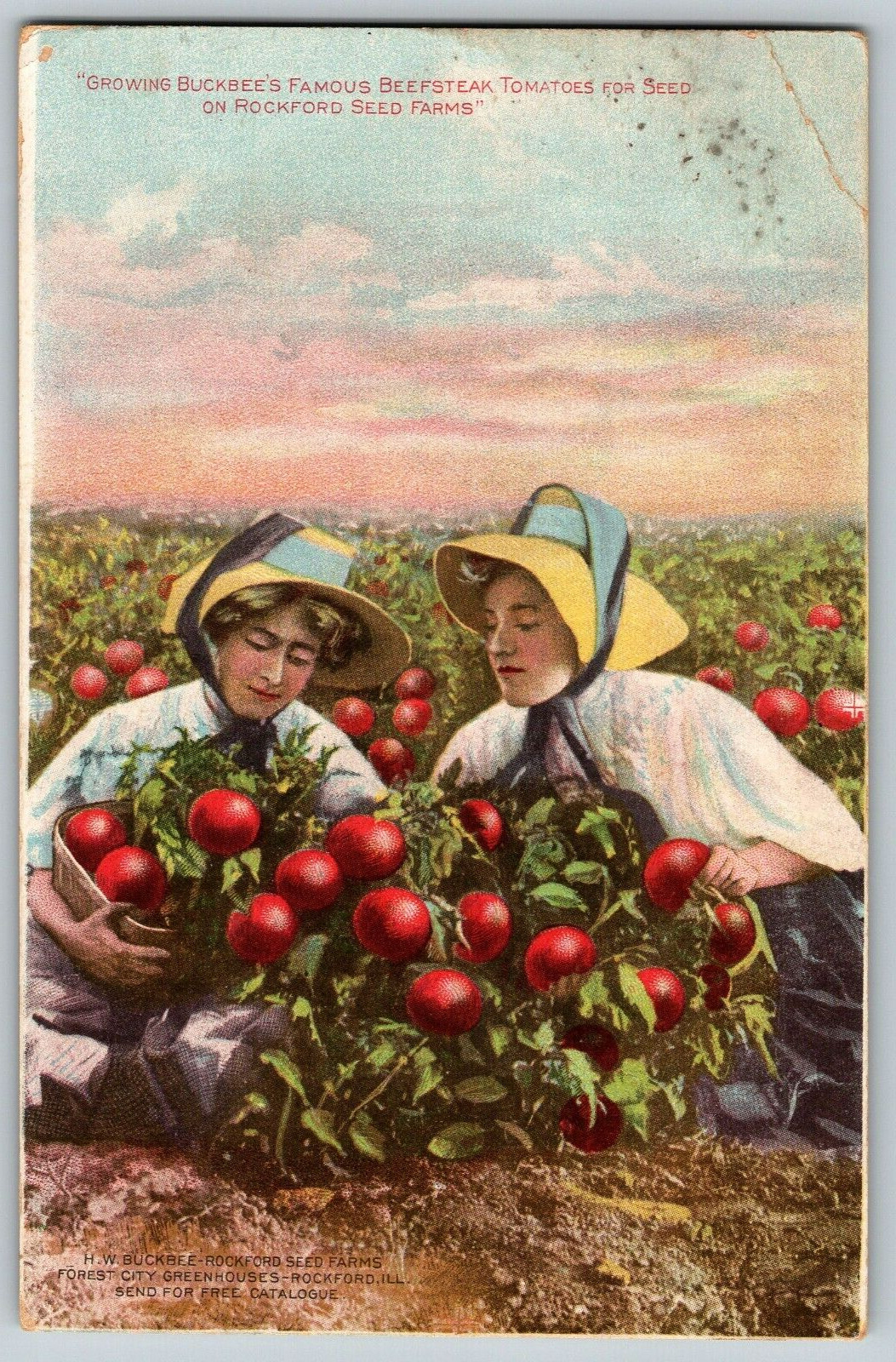 Growing Buckbee's Famous Beefsteak Tomatoes, Seed, Rock Farm - Vintage Postcard