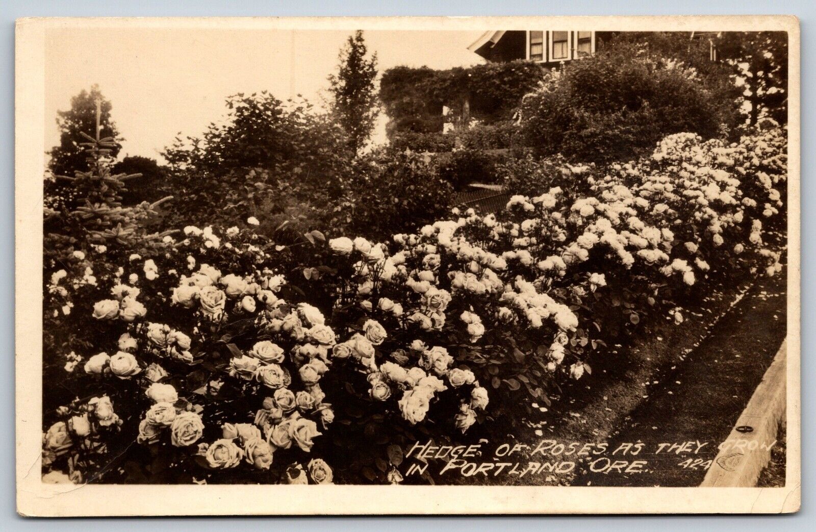 1922-1926 Vintage Hedge Of Roses Portland Oregon Real Photo Postcard E4