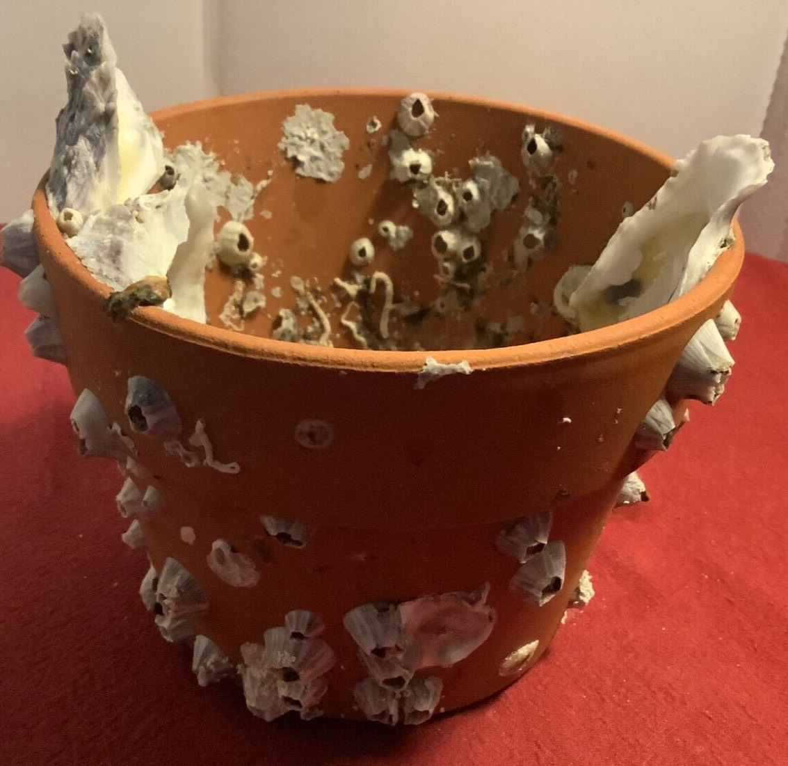 Oyster Shell Barnacle Encrusted Terracotta Pot Beautiful Natural Gorgeous Unique
