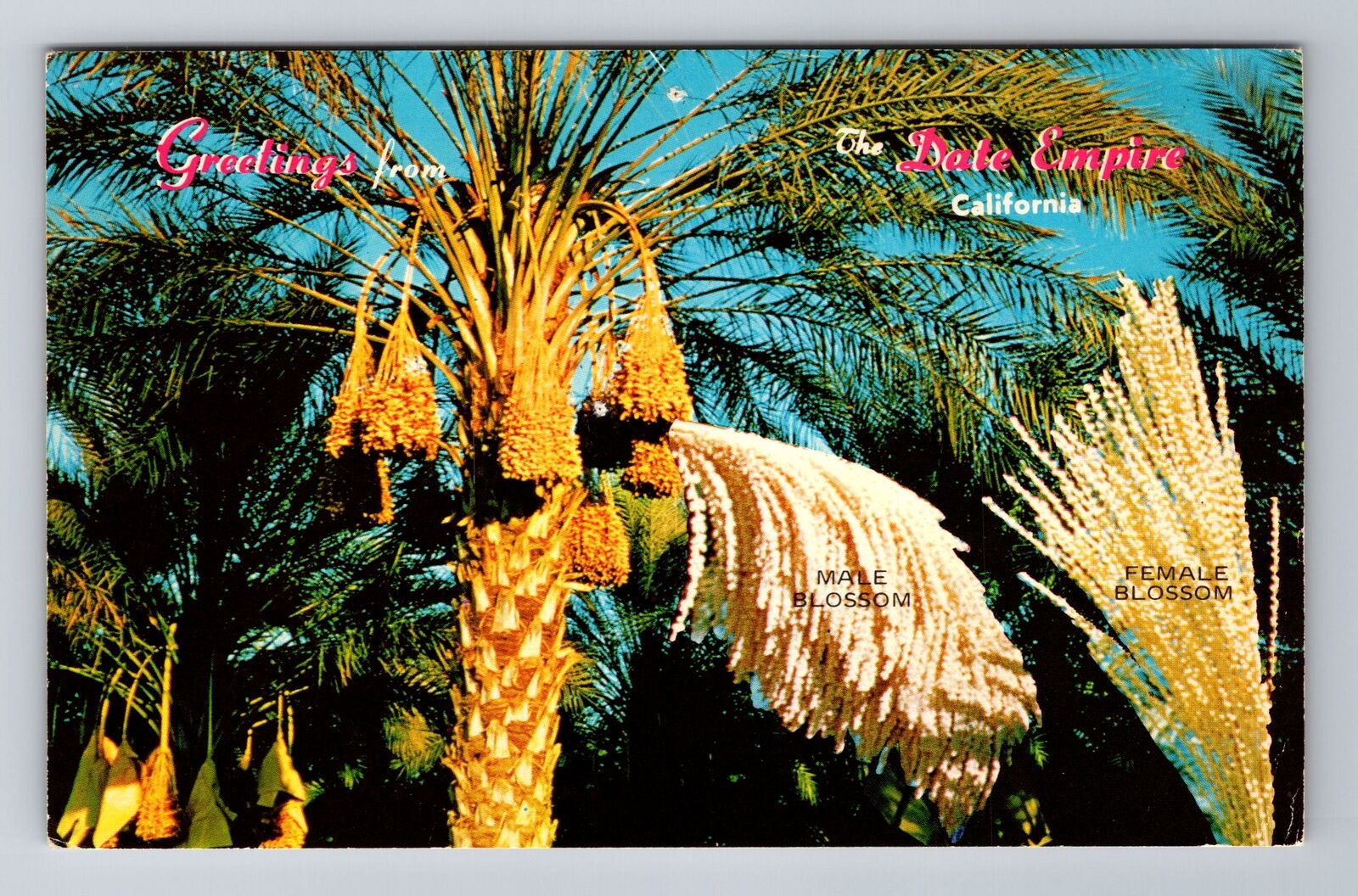 Indio CA-California, General Greetings, Date Palms, Vintage Souvenir Postcard