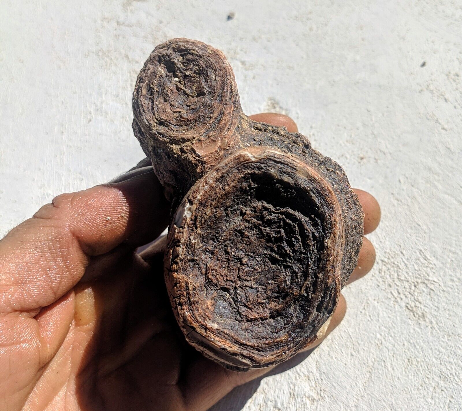 Stromatolite  Wyoming, 50 million years old 