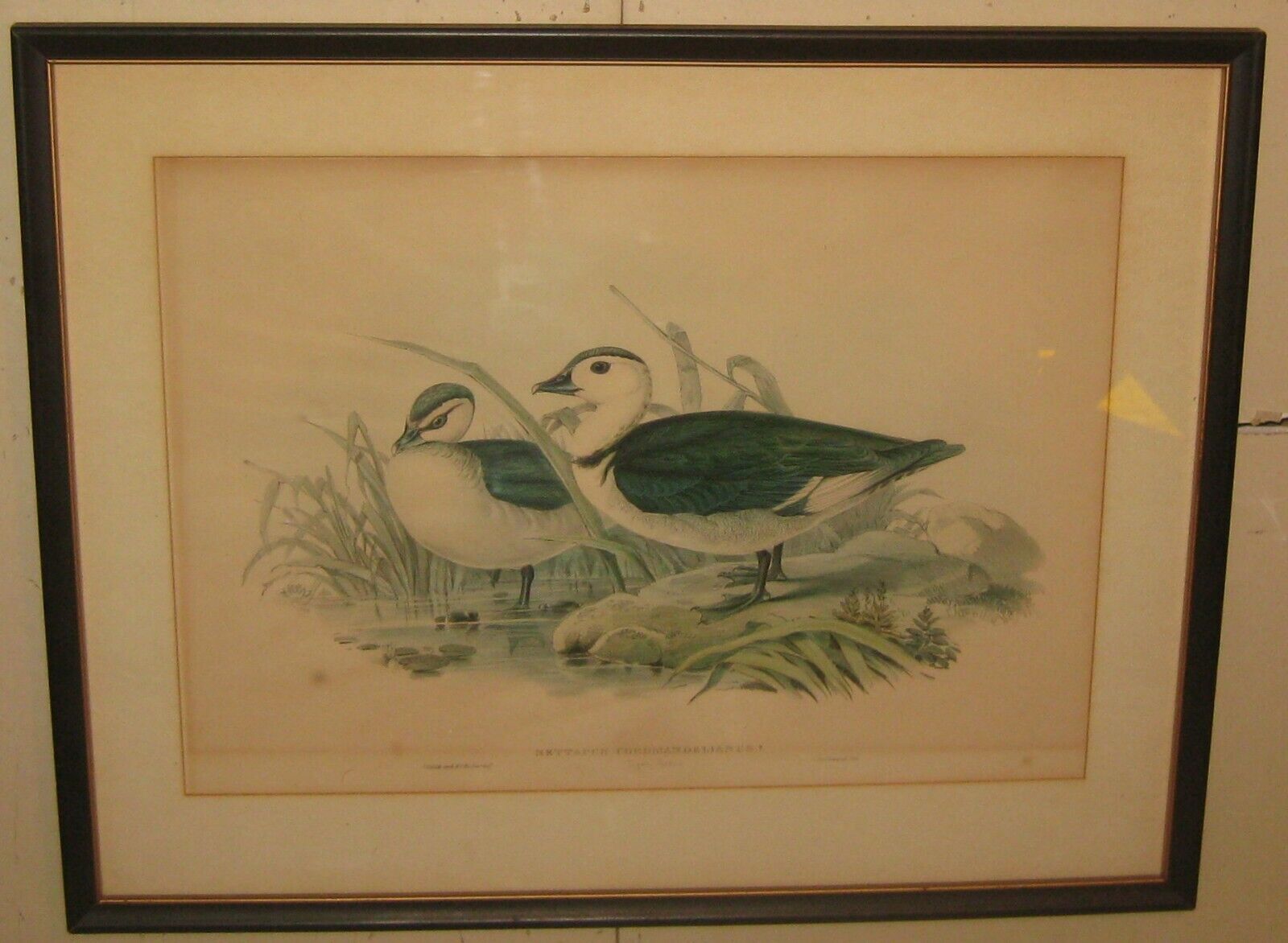 Original Antique JOHN GOULD 'Cotton Pygmy Goose' AUSTRALIA Bird Lithograph