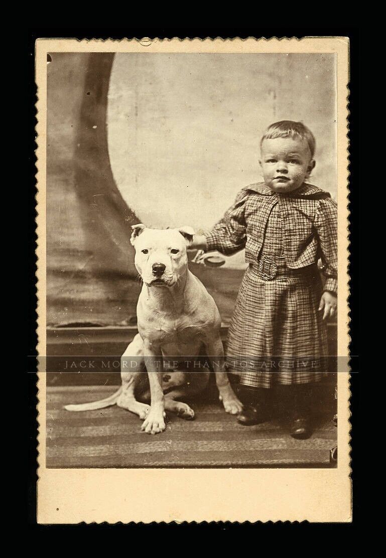 Hero Pit Bull DOG Saved Little Boy fr Drowning Pitbull Antique Photo Michigan