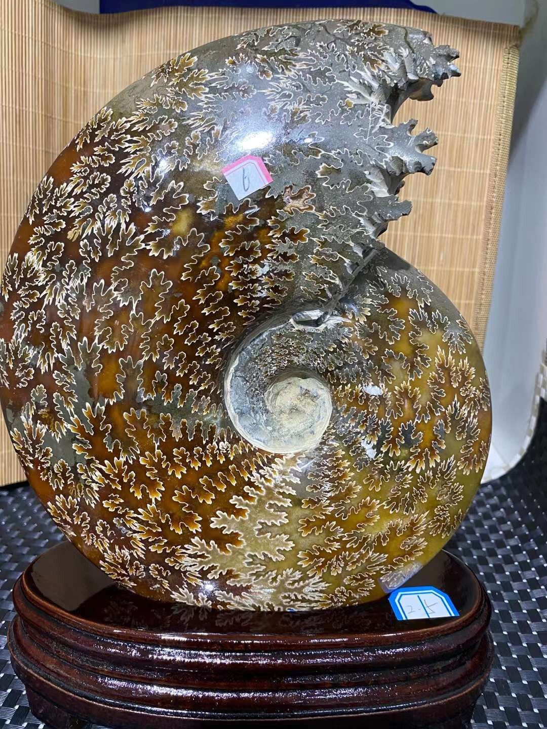 5.5LB Natural ammonite fossil Conch Quartz Crystal Mineral Specimen Reiki heal