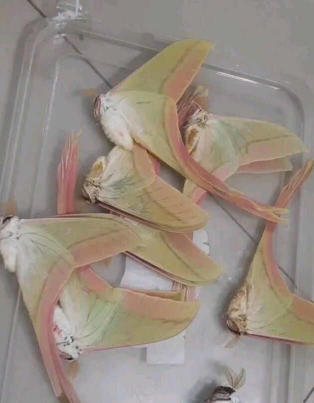 1 pcs Male Moth Actias rhodopneuma A1-/A- with wings closed.