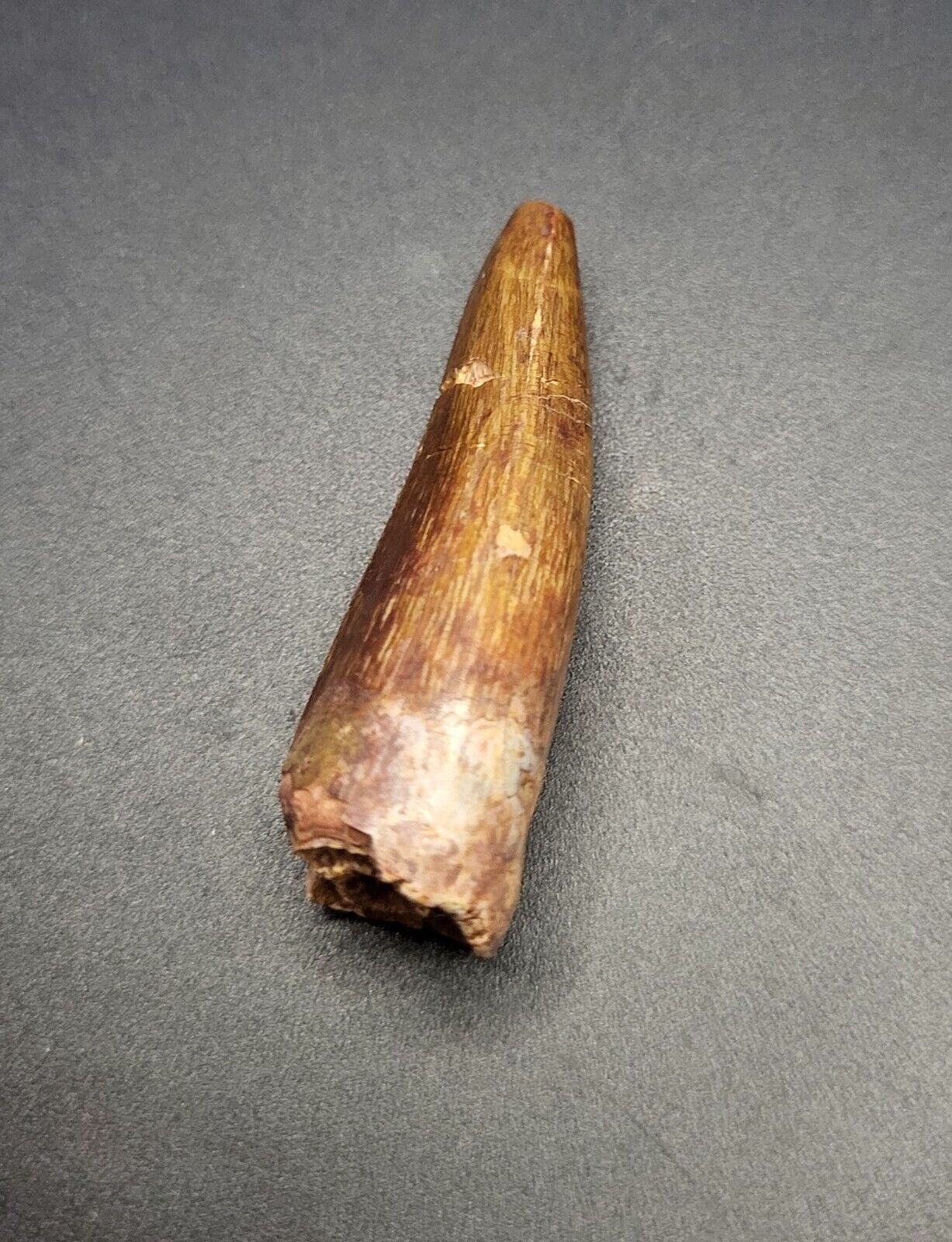 Genuine Spinosaurus Fossil Tooth (REAL) Morocco Tegana Formation 