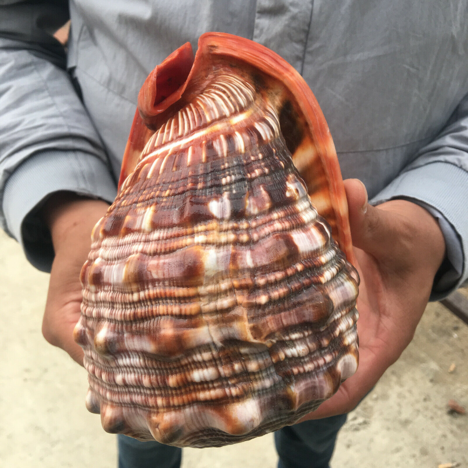 Natural conch shell fossil crystal craft specimen massage random 1PC
