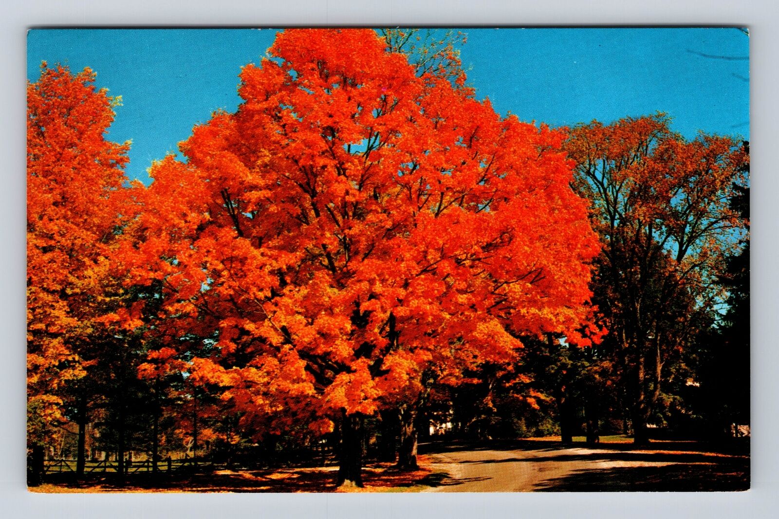 VT-Vermont, Route 7, Autumn Tree Scene, Antique, Vintage Souvenir Postcard
