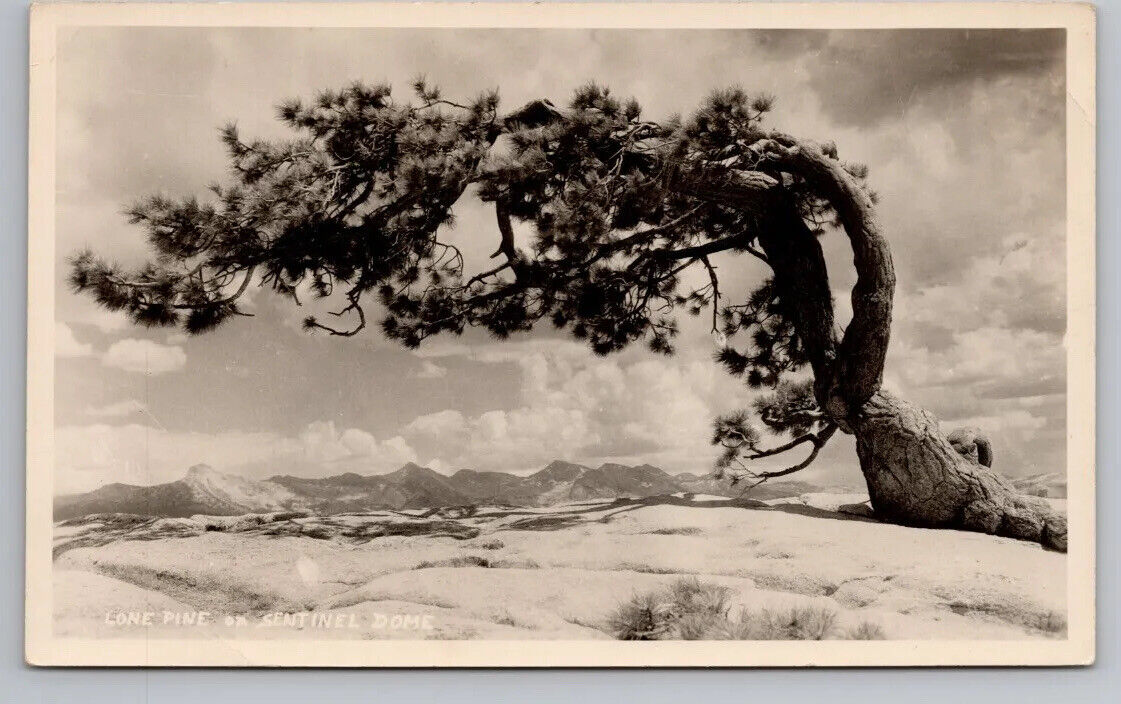 Postcard CA Lone Pine On Sentinel Dome Yosemite California RPPC UNP