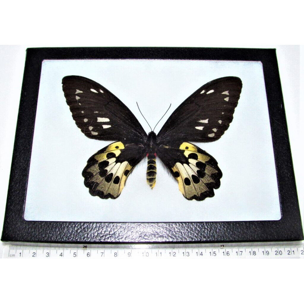 Ornithoptera rothschildi birdwing butterfly female Papua New Guinea Framed