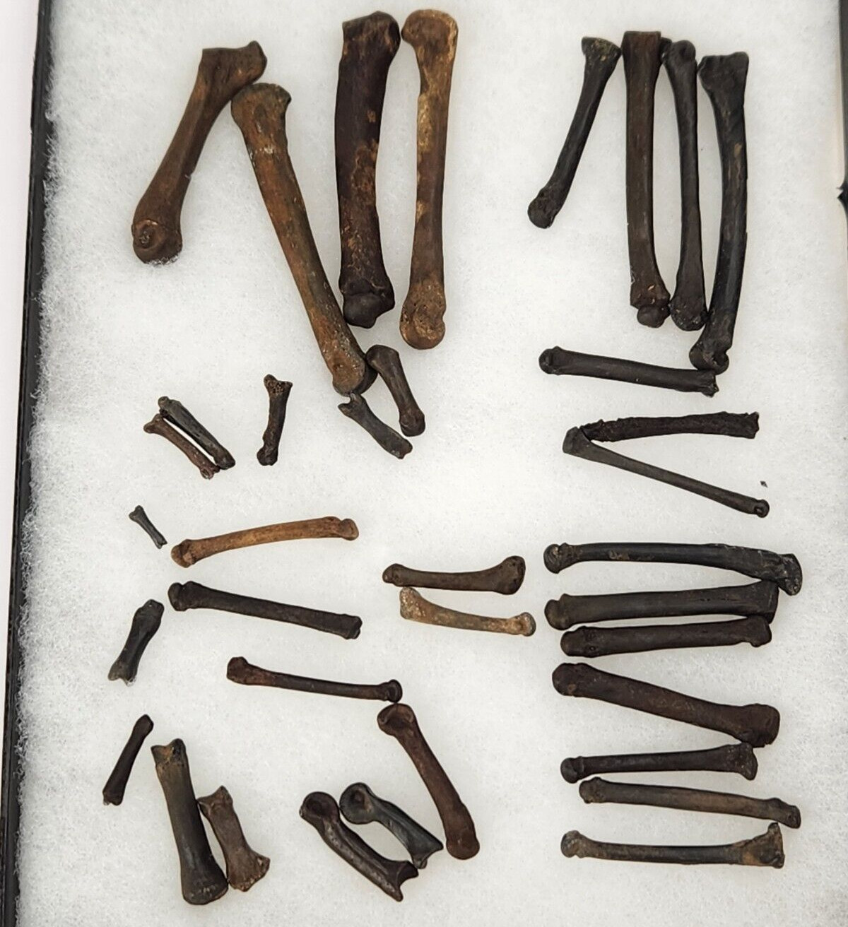 Carnivore Toe And Limb Bone Fossils - Bulk Lot - Florida - Pleistocene 
