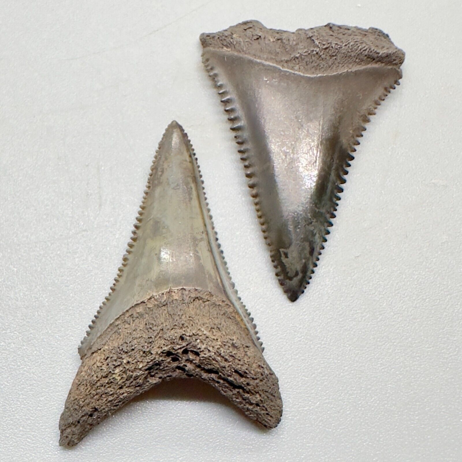 Pair of colorful U/L Fossil GREAT WHITE Shark Teeth - Waccasassa River, FL